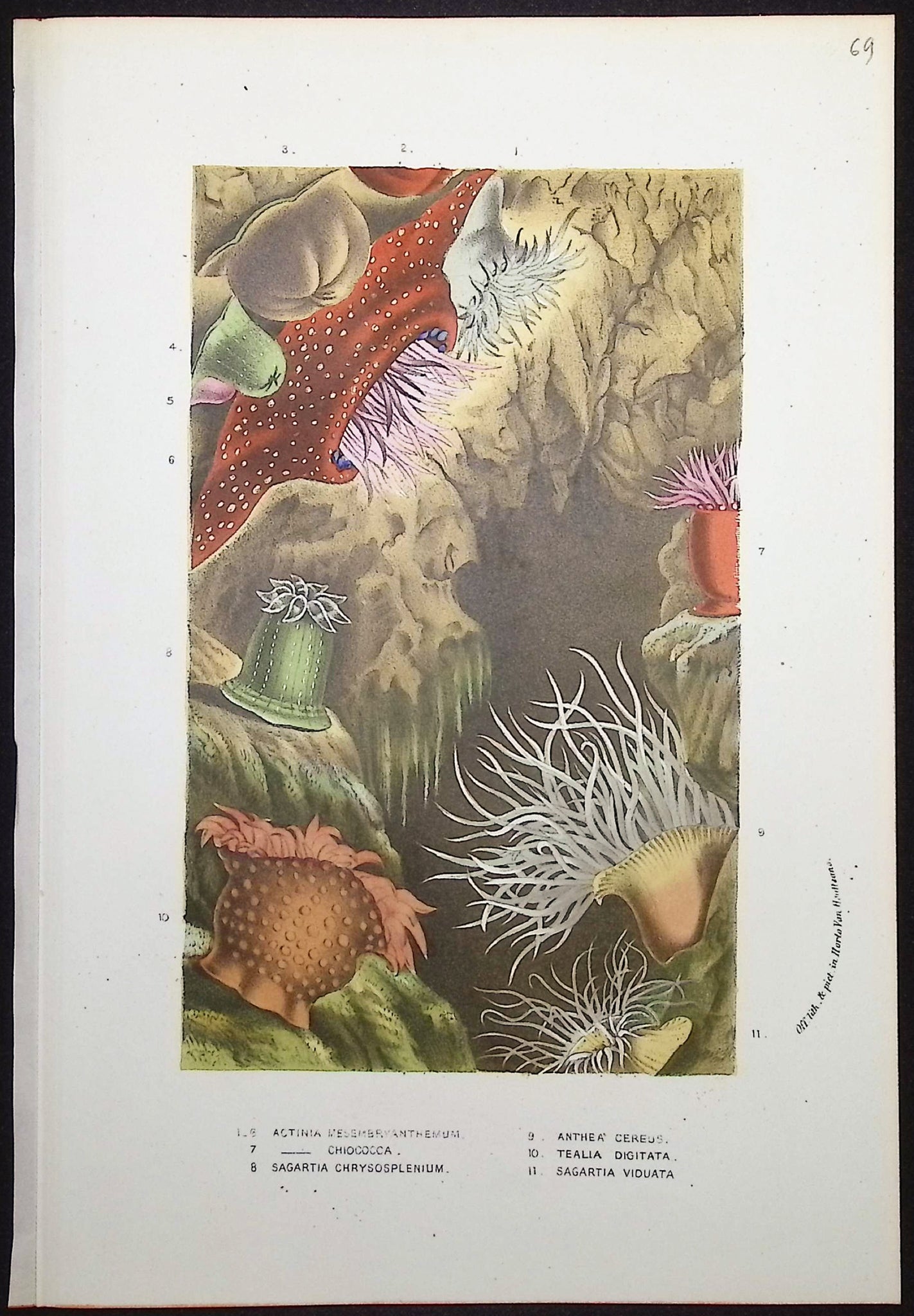 Sea Life