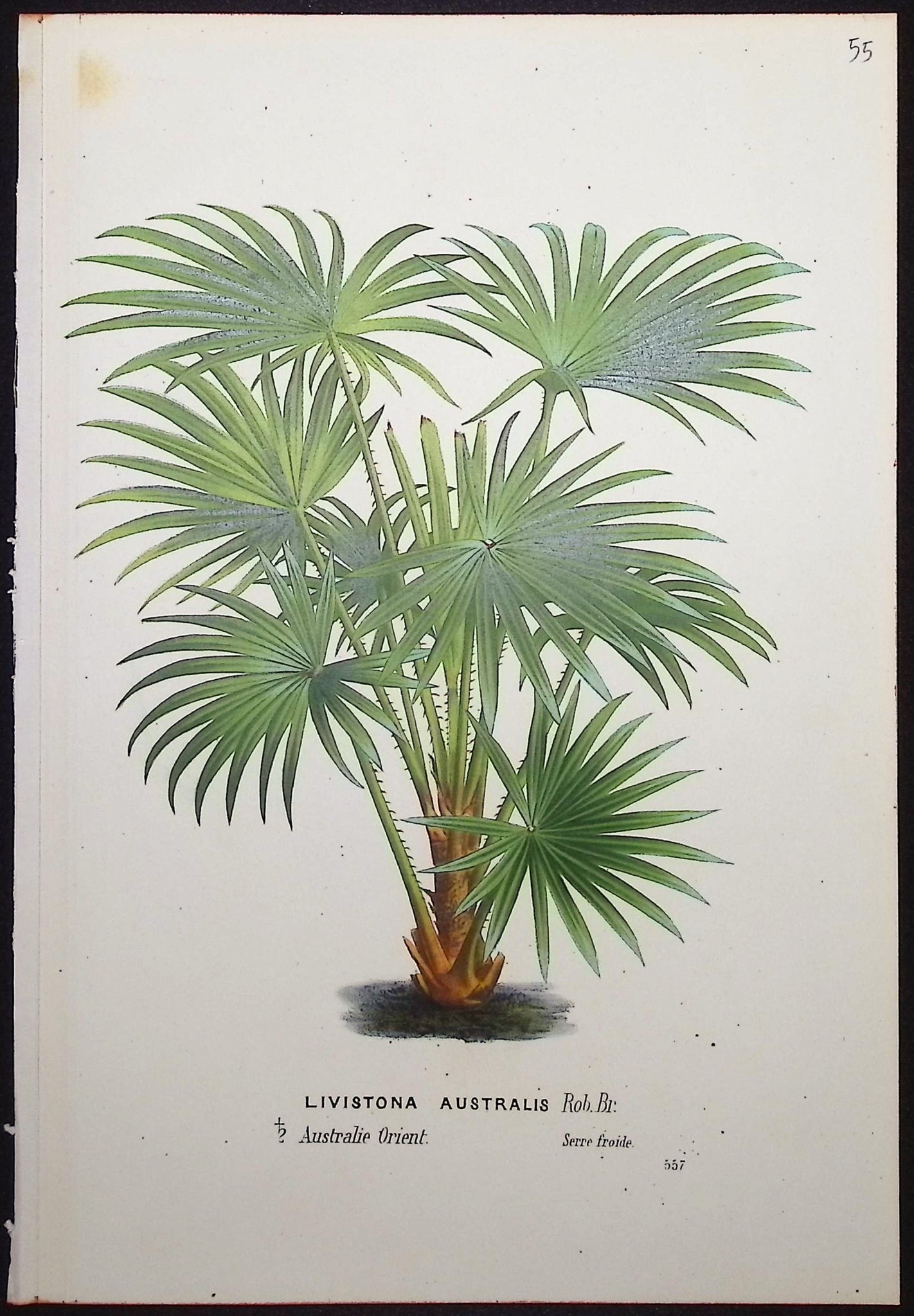 Palm Tree