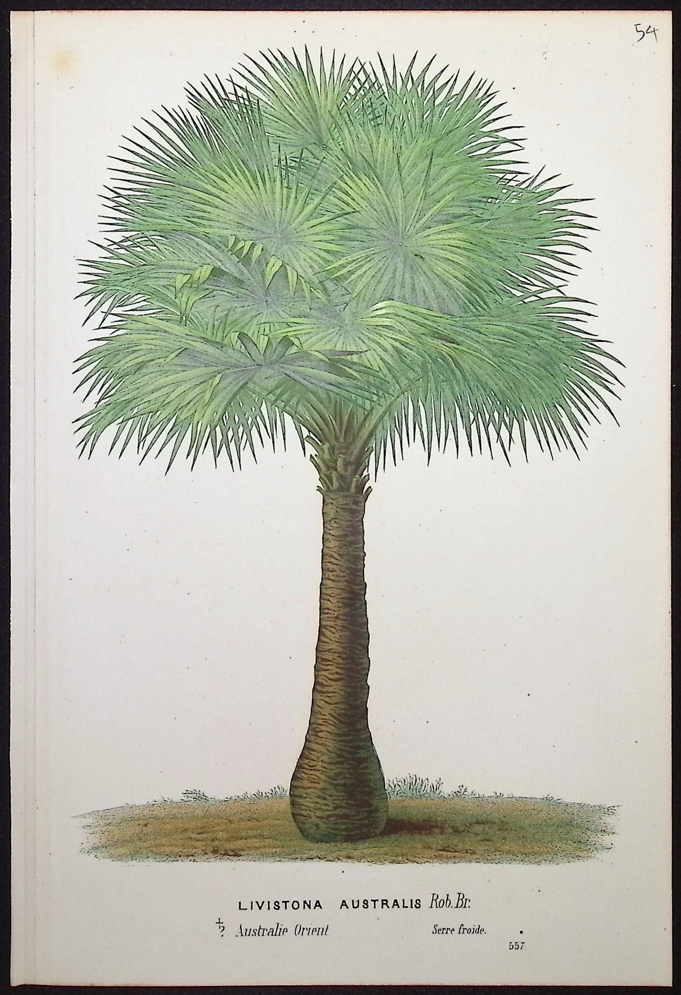 Palm Tree