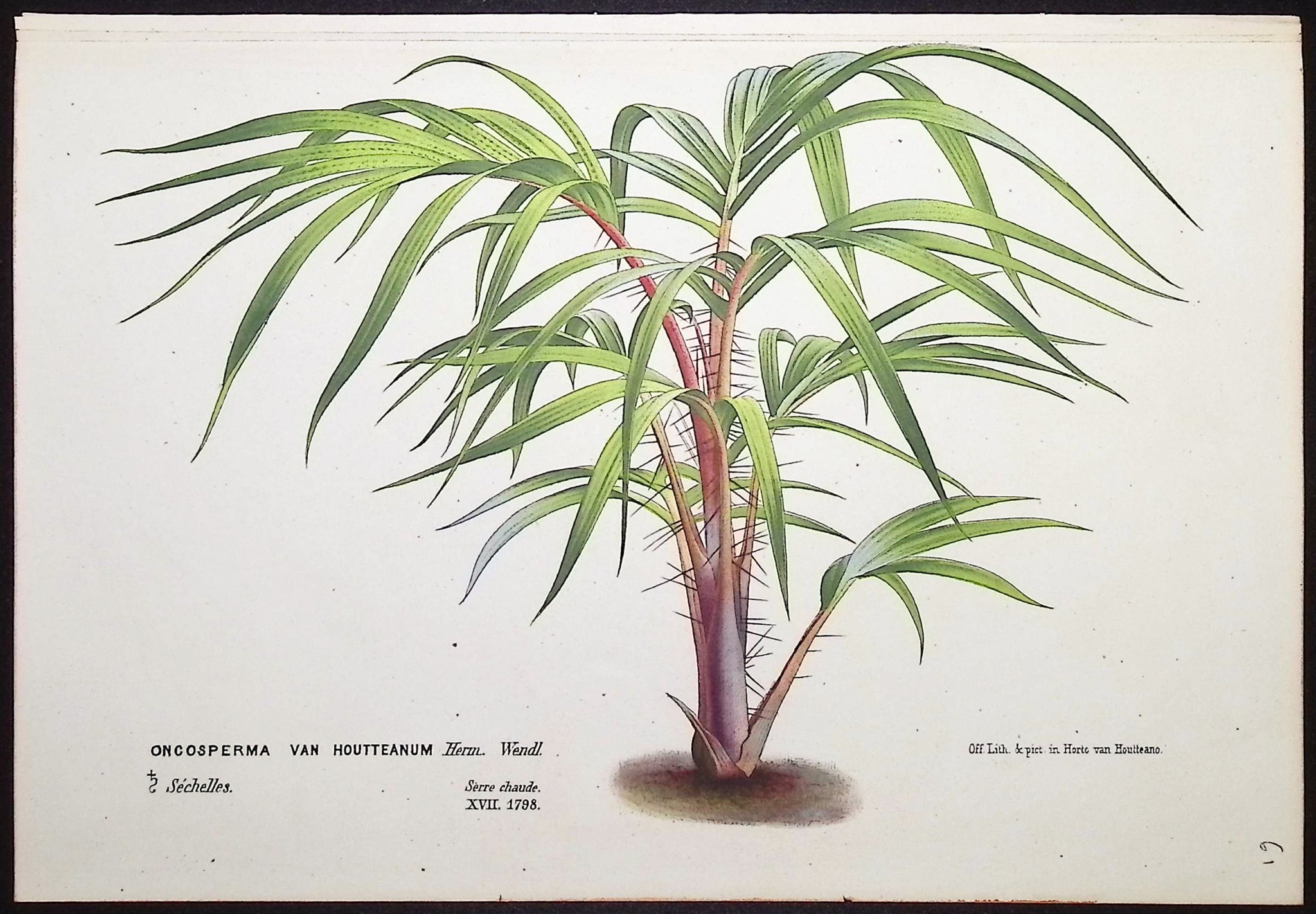 Palm Tree