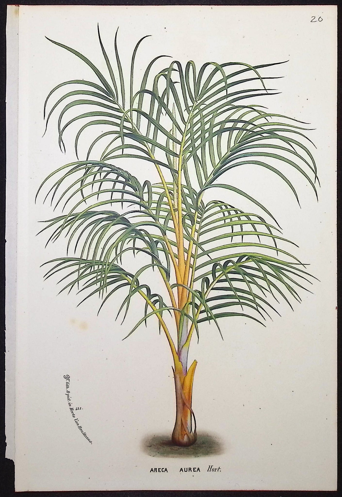 Palm Tree