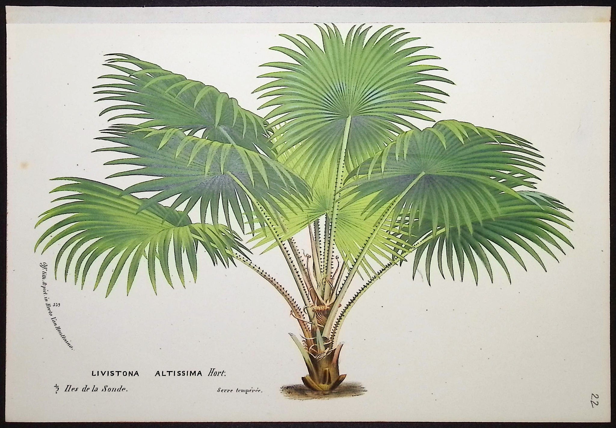 Palm Tree