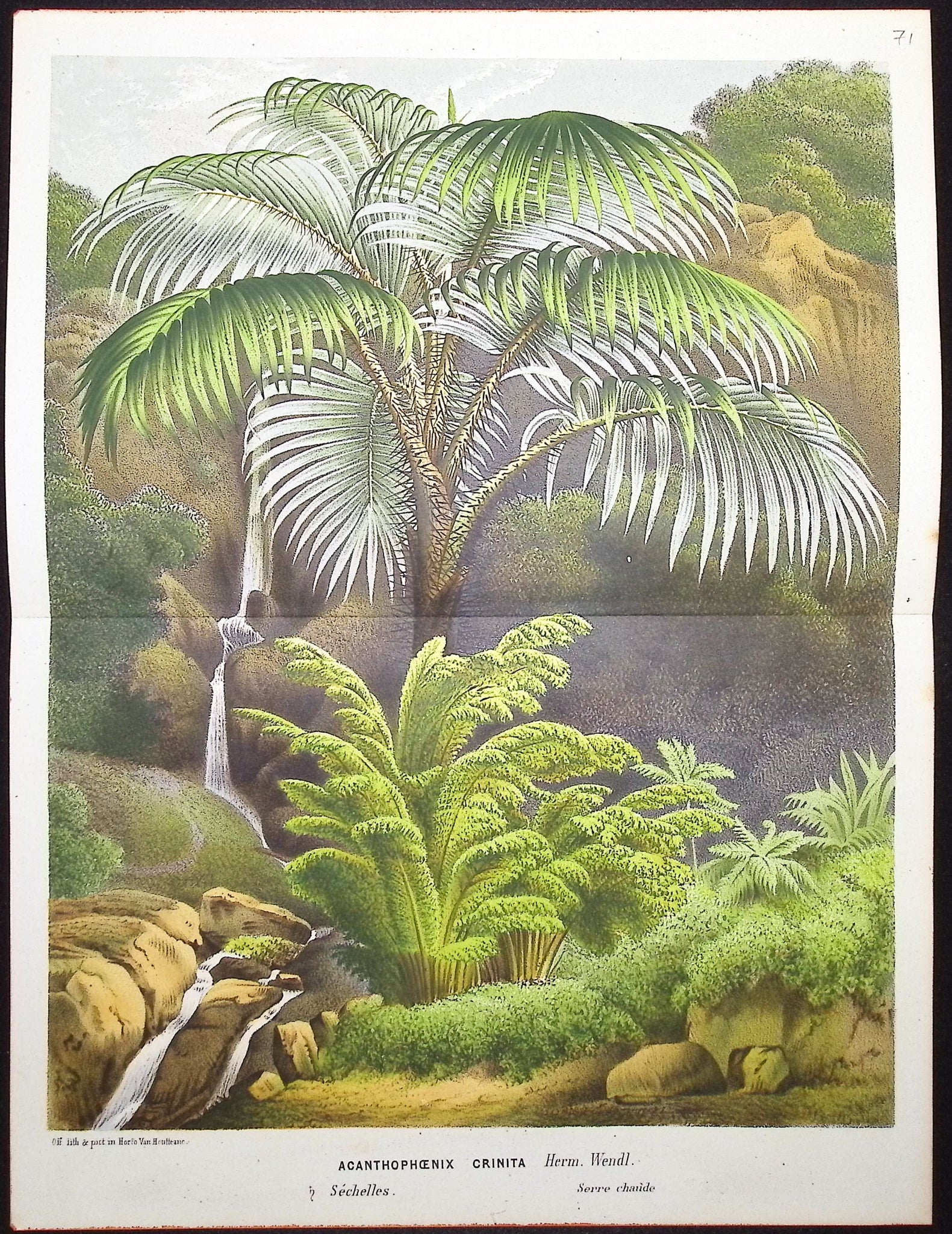Palm Tree