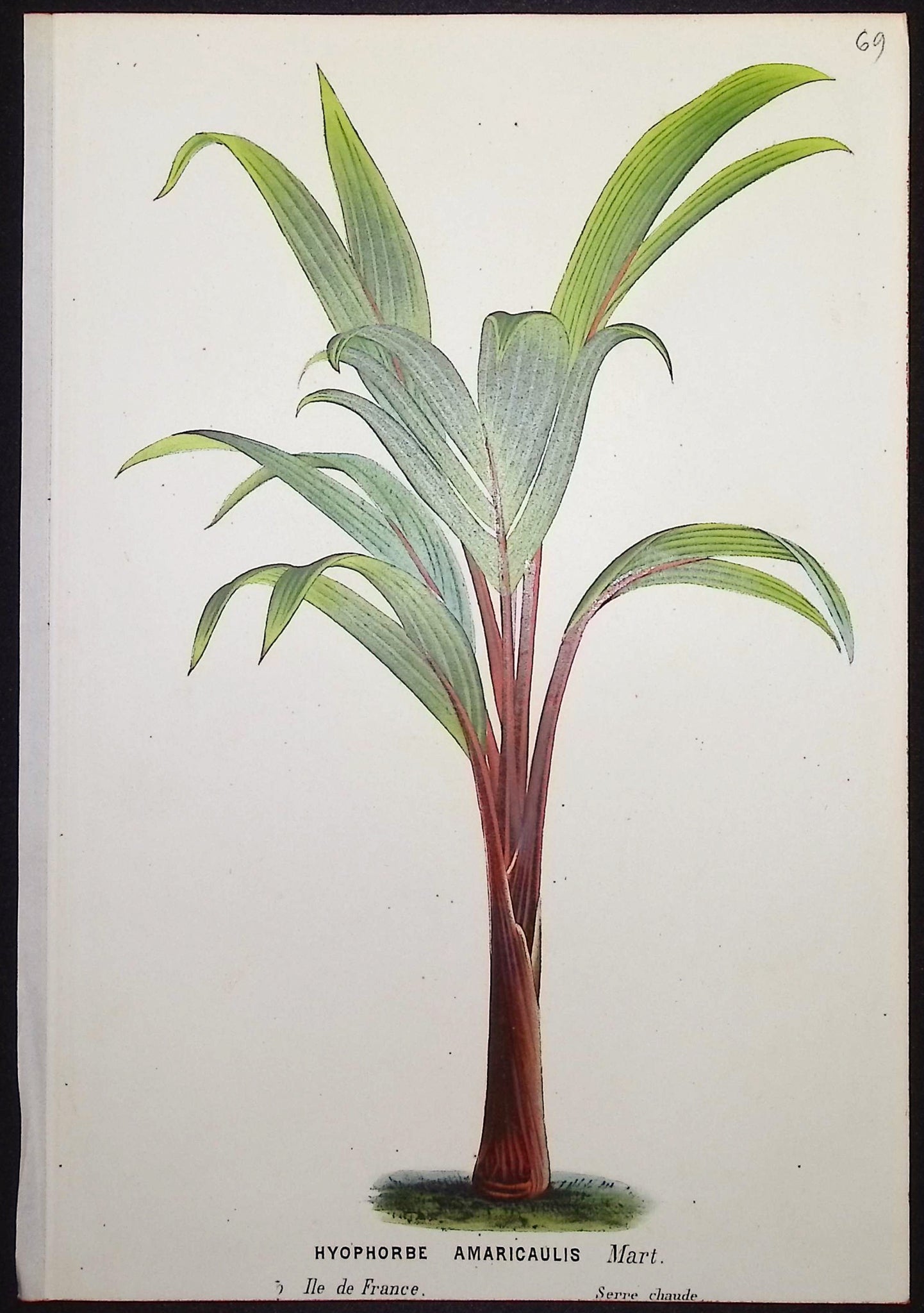 Palm Tree