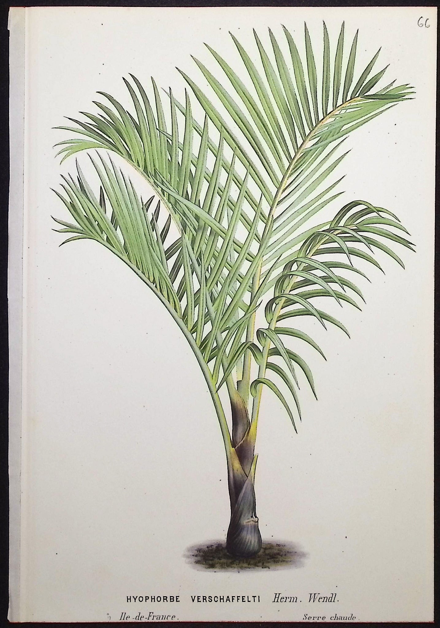 Palm Tree