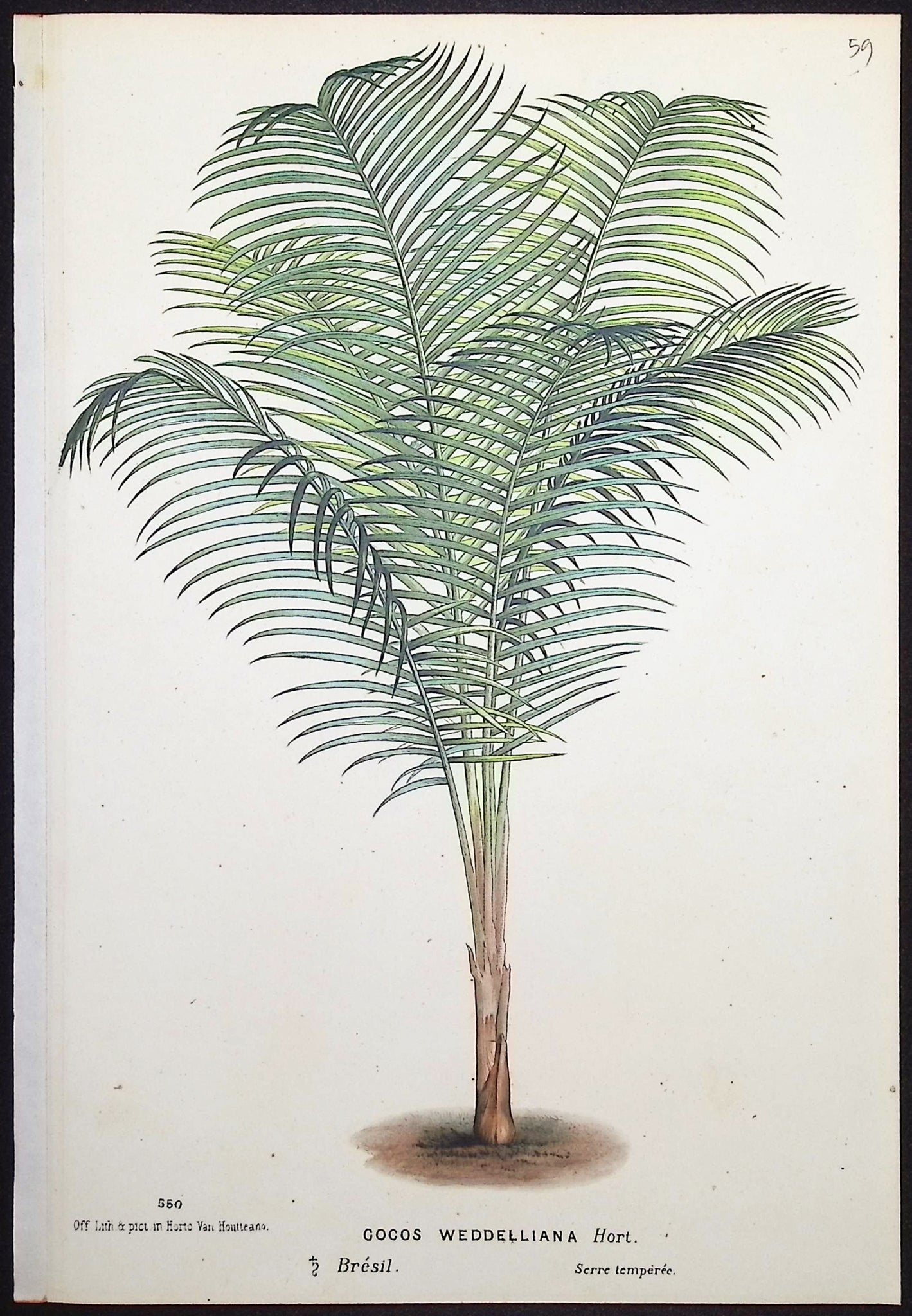 Palm Tree