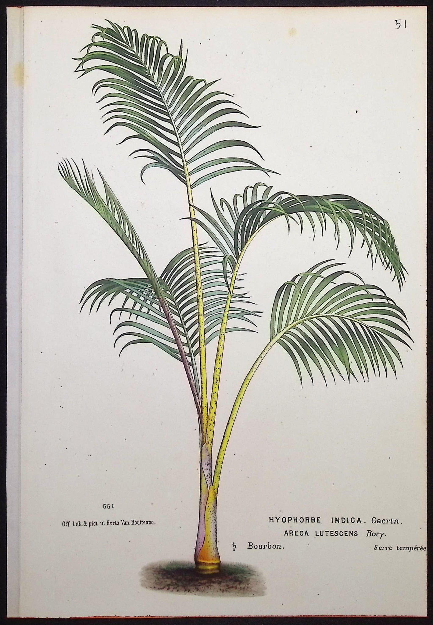 Palm Tree