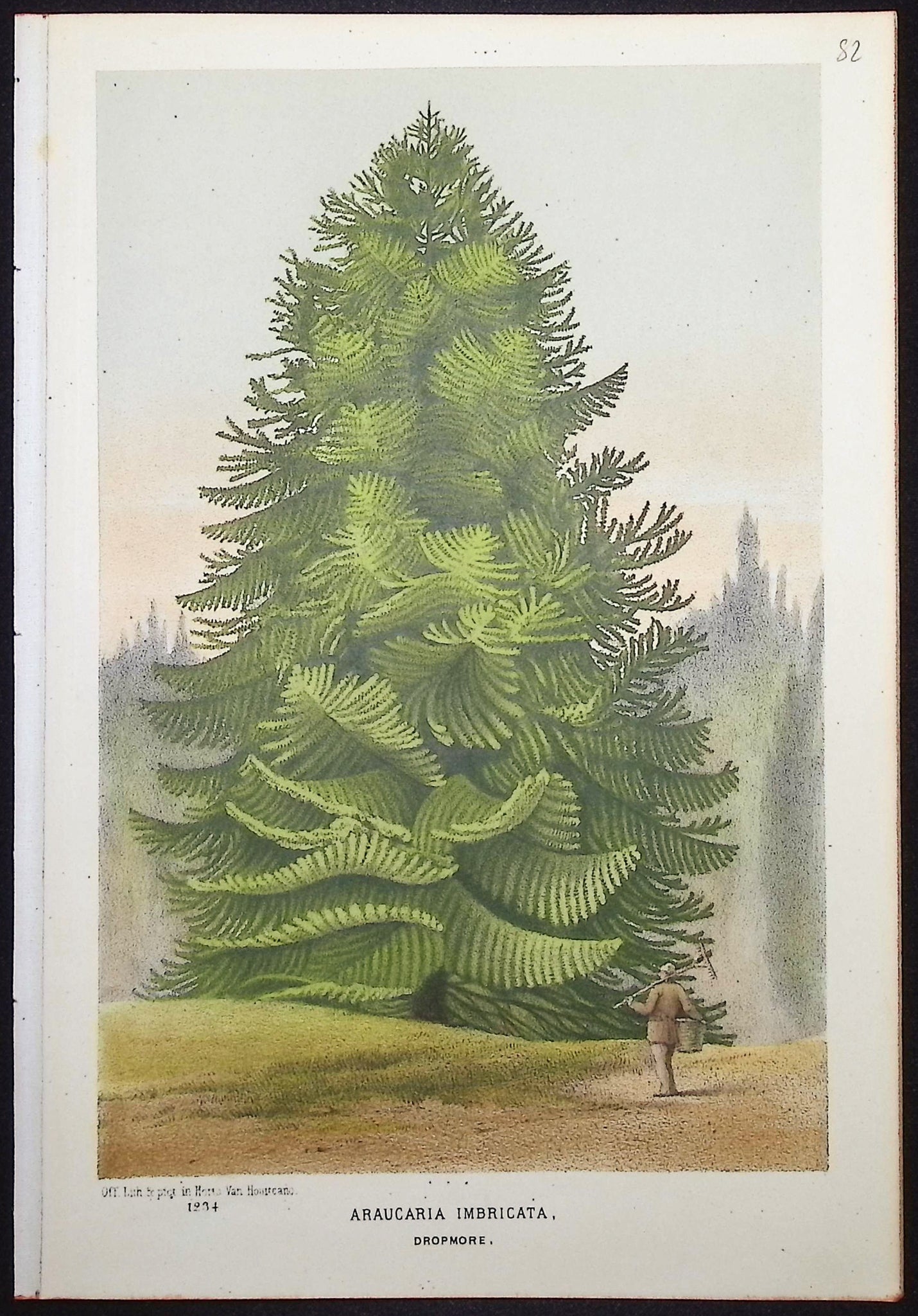 Monkey Puzzle Tree (Araucaria Imbricata)