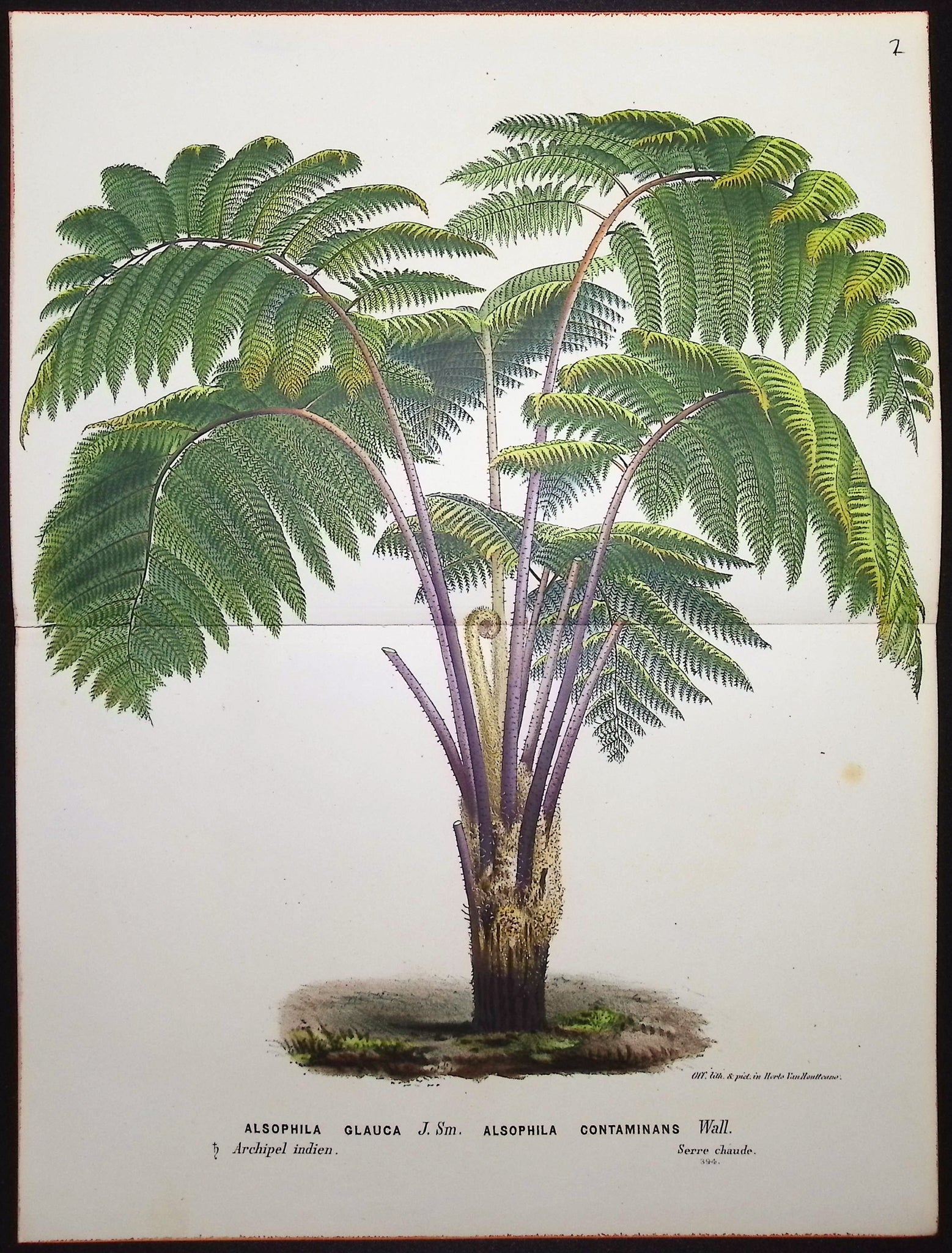 Palm Tree