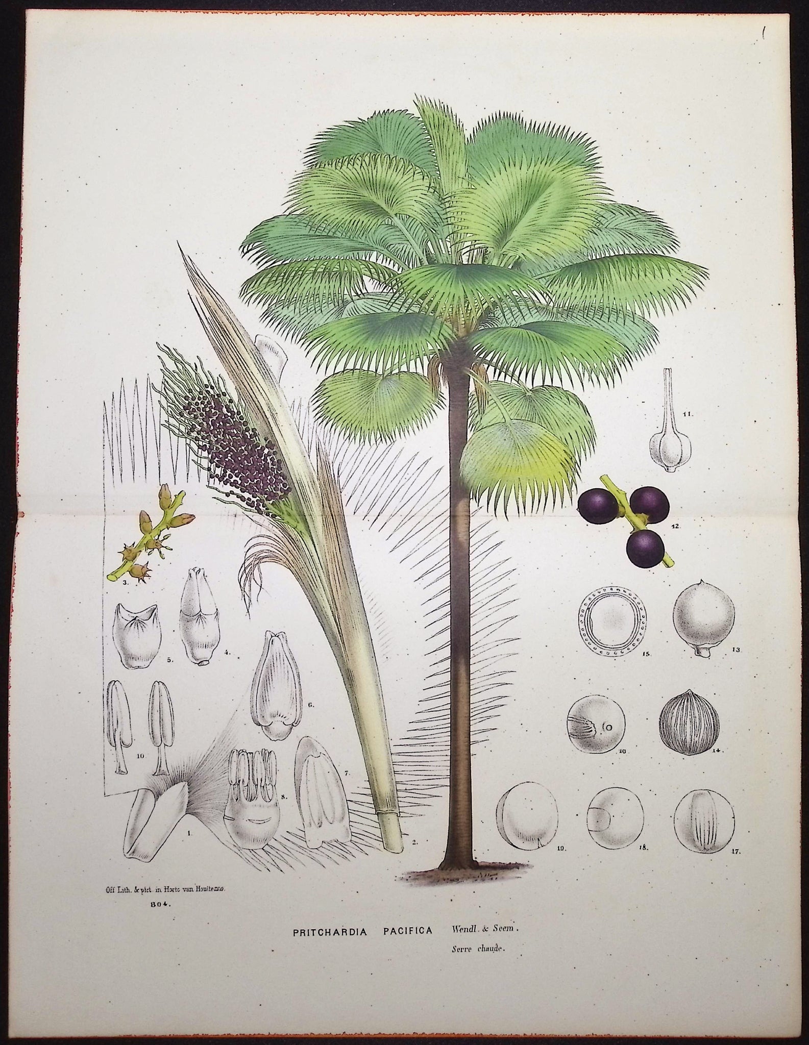Palm Tree