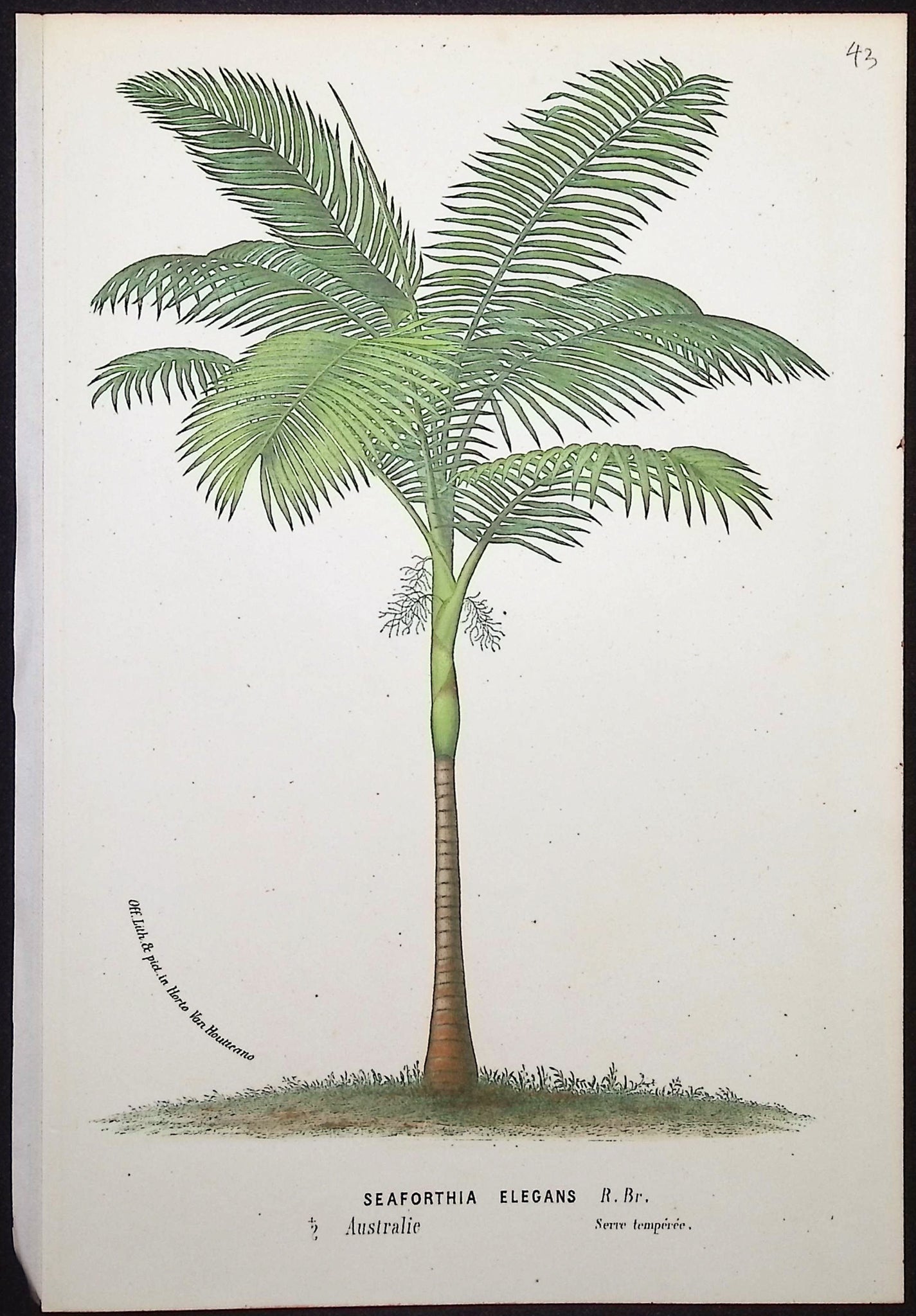 Palm Tree