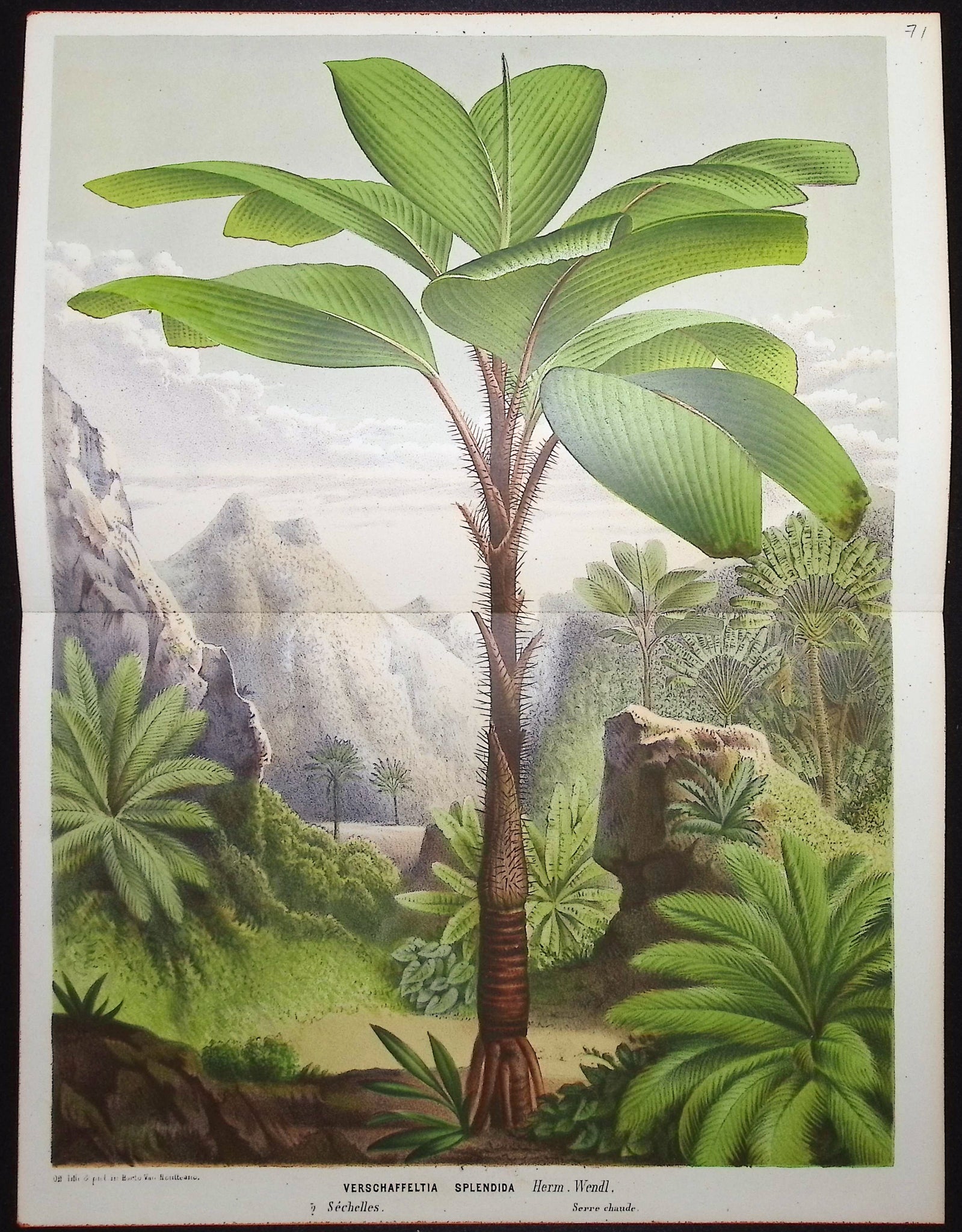 Palm Tree