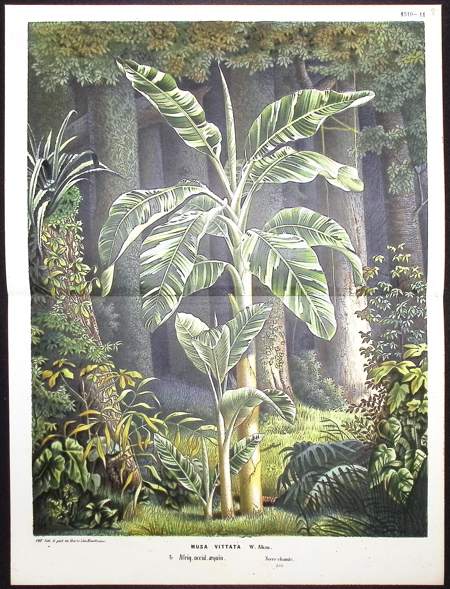 Palm Tree