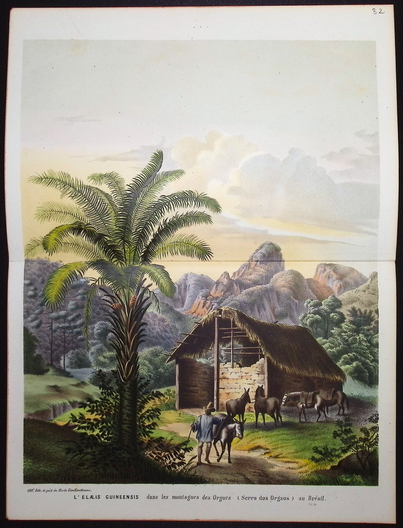 Palm Tree