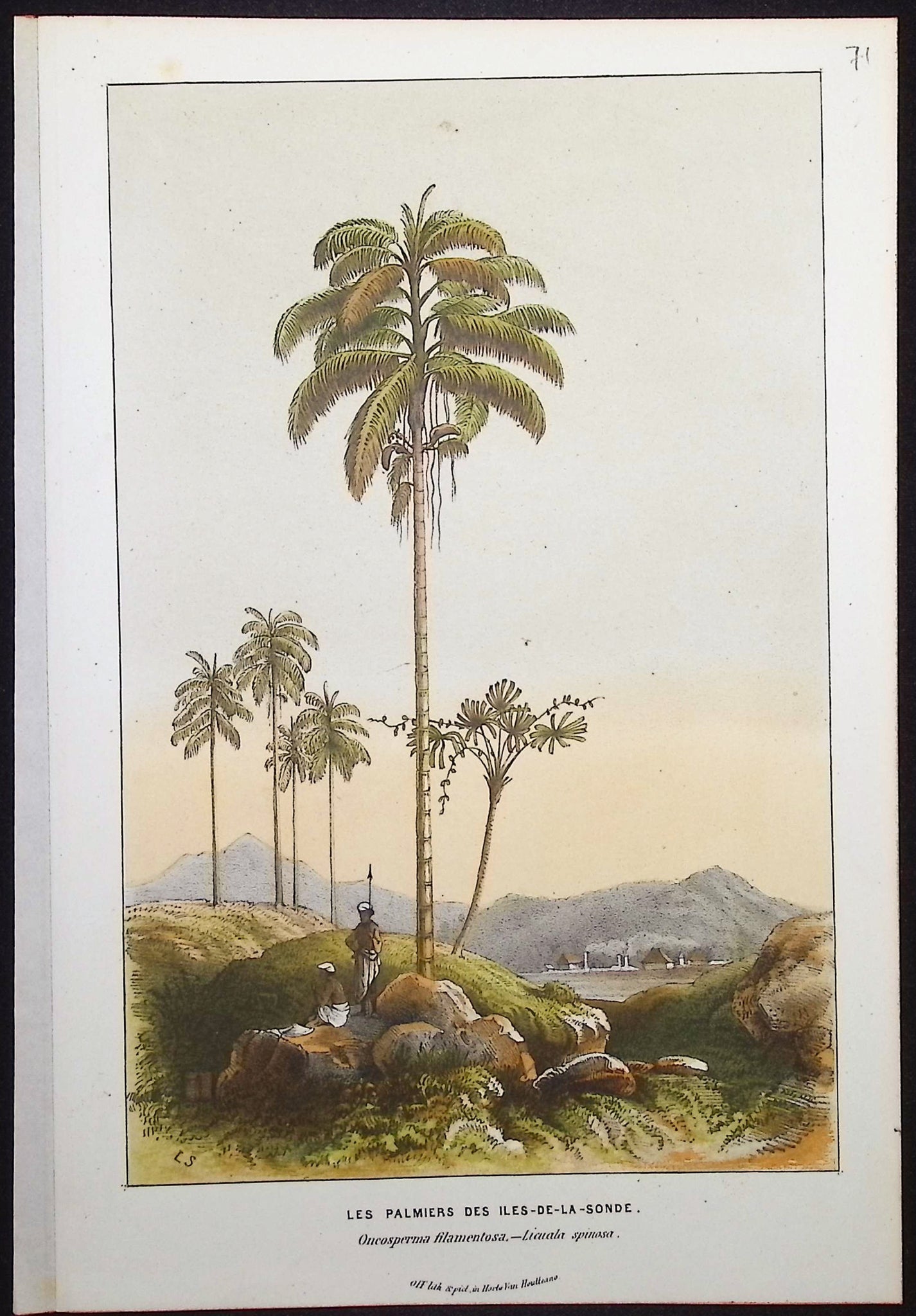 Palm Tree