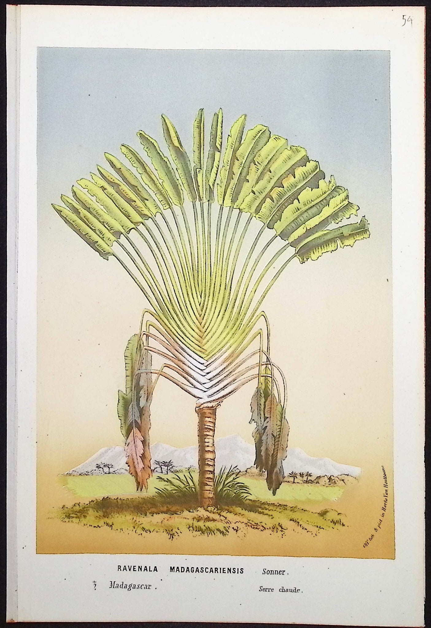 Palm Tree