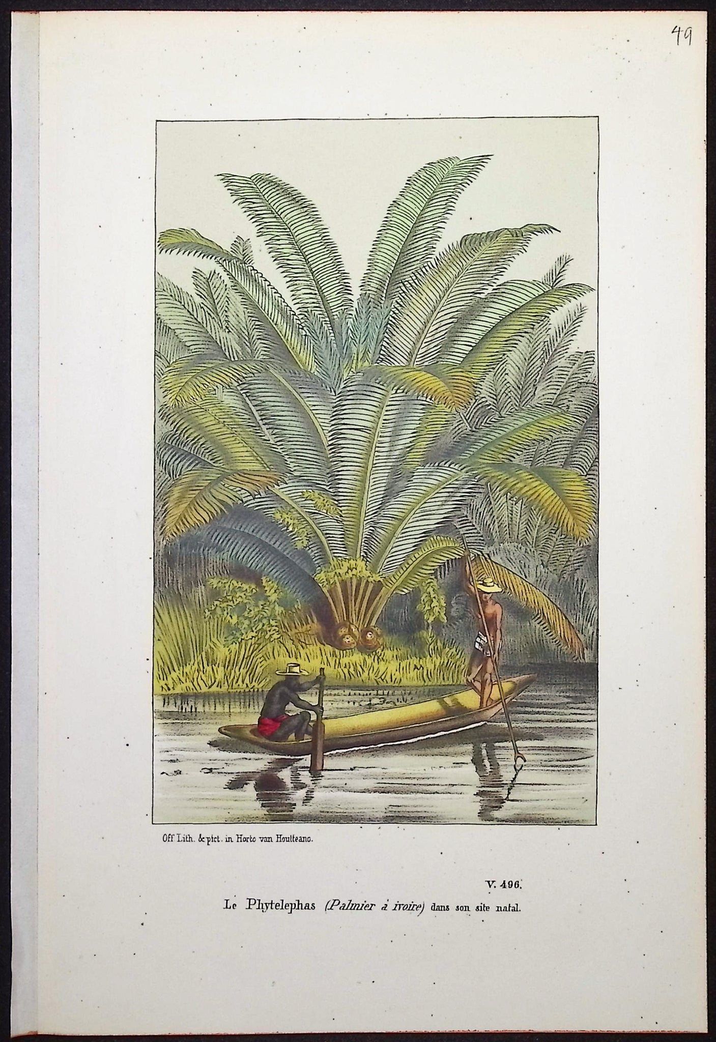 Palm Tree