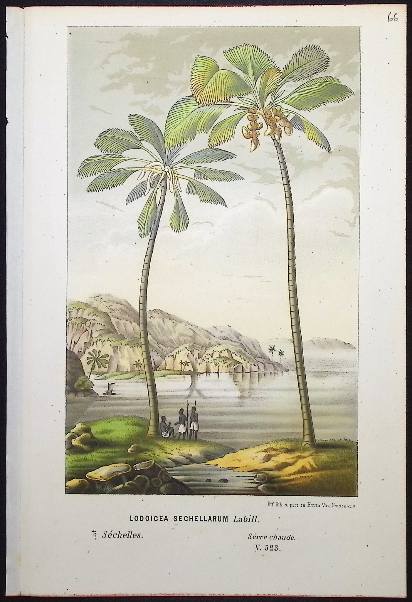 Palm Tree
