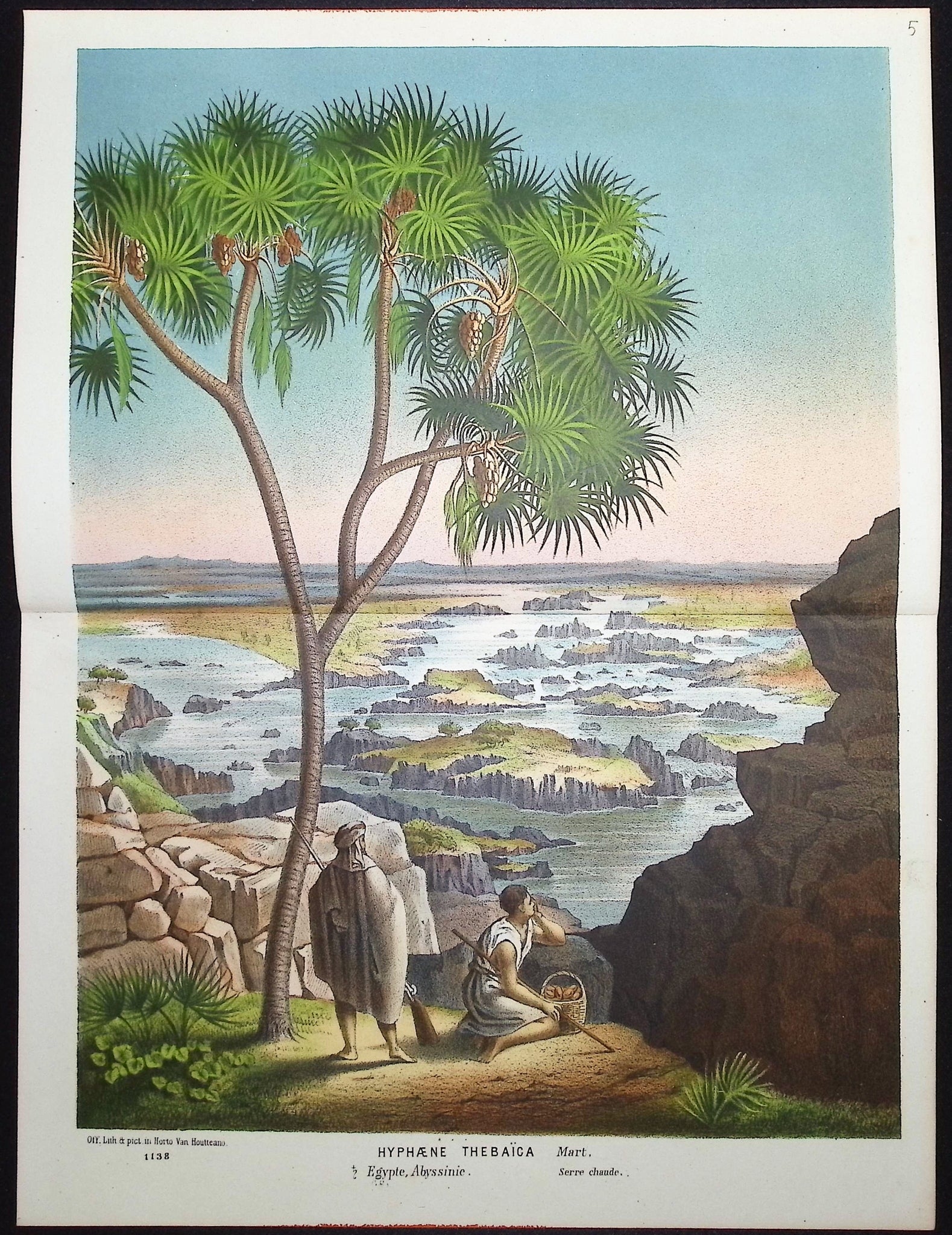 Palm Tree