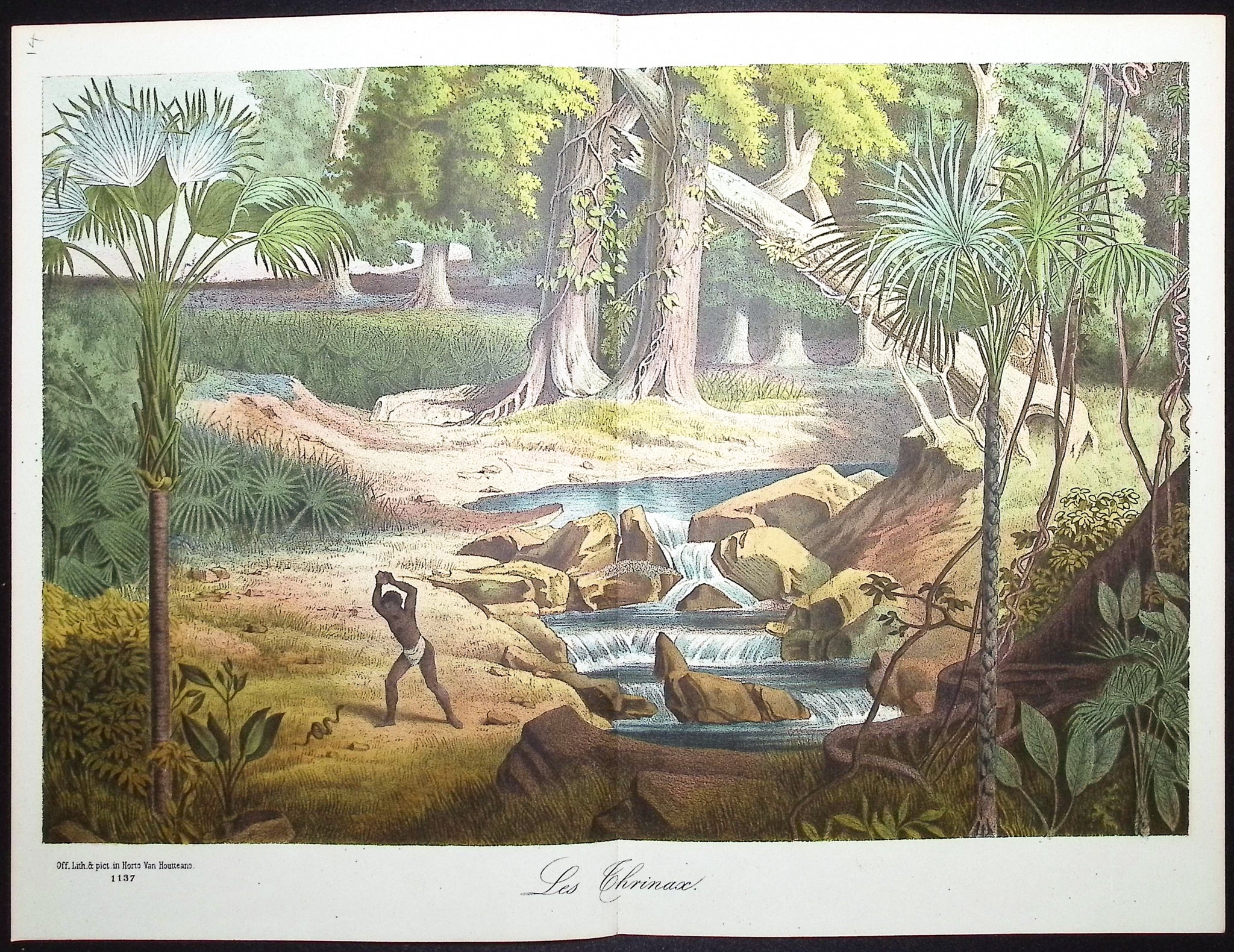 Palm Tree