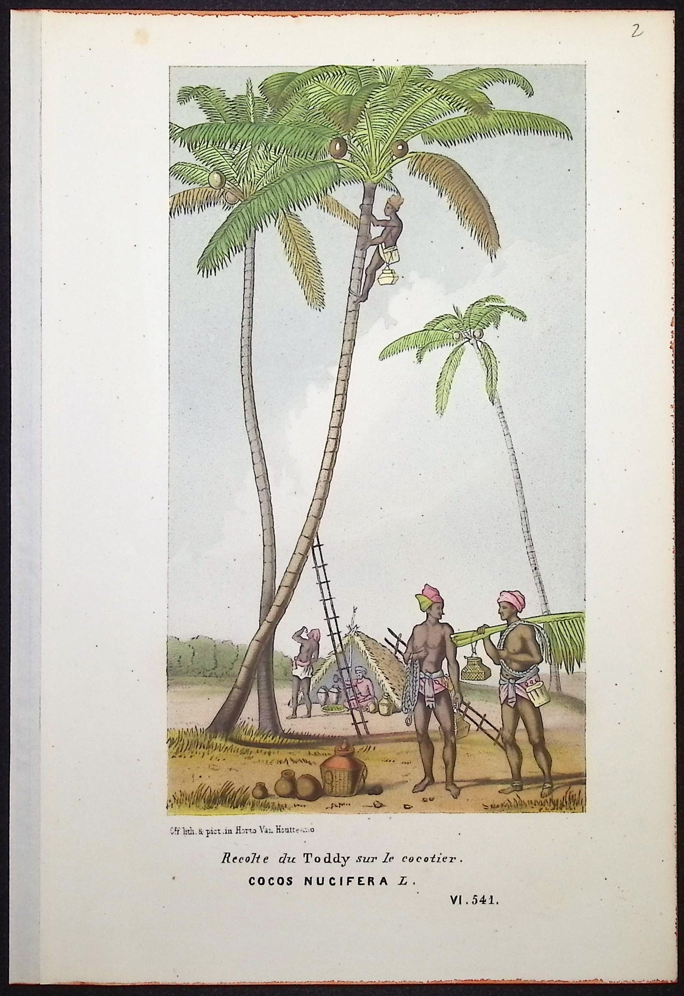 Palm Tree