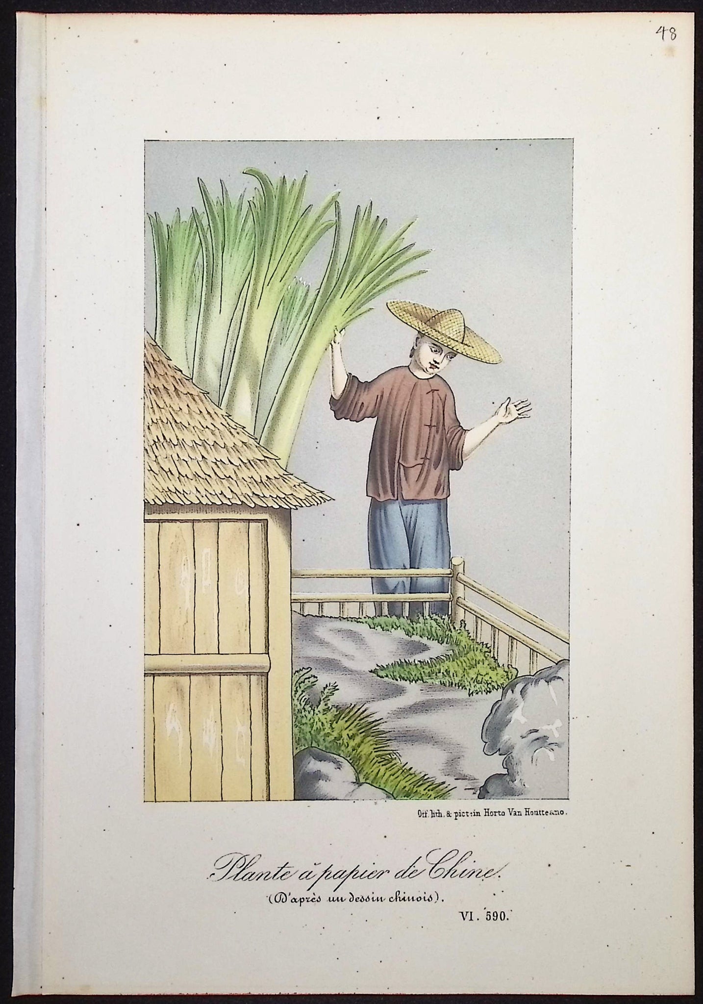 Rice Paper Plant (Plante a papier de Chine)