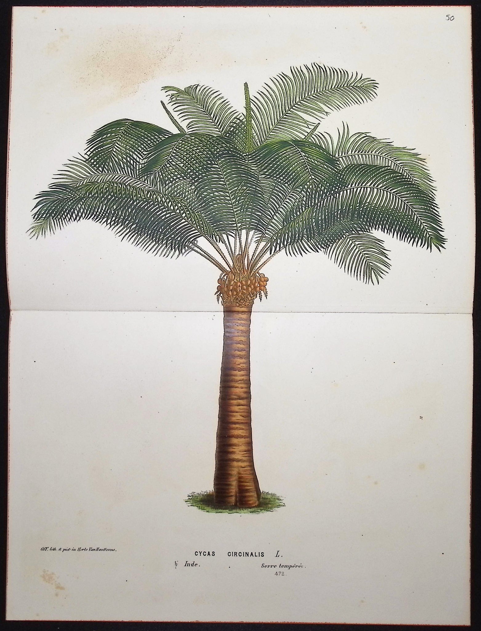 Palm Tree
