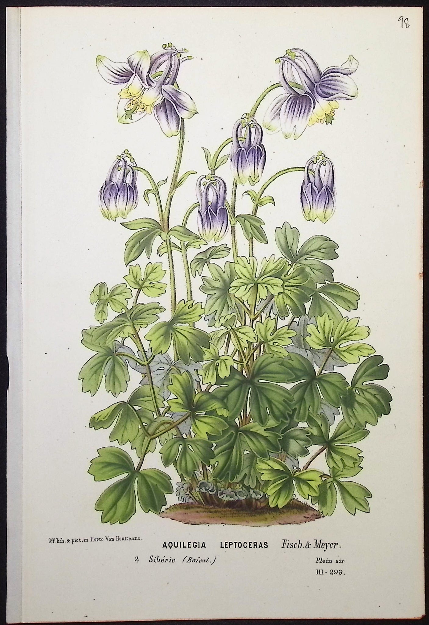 Columbine (Aquilegia)