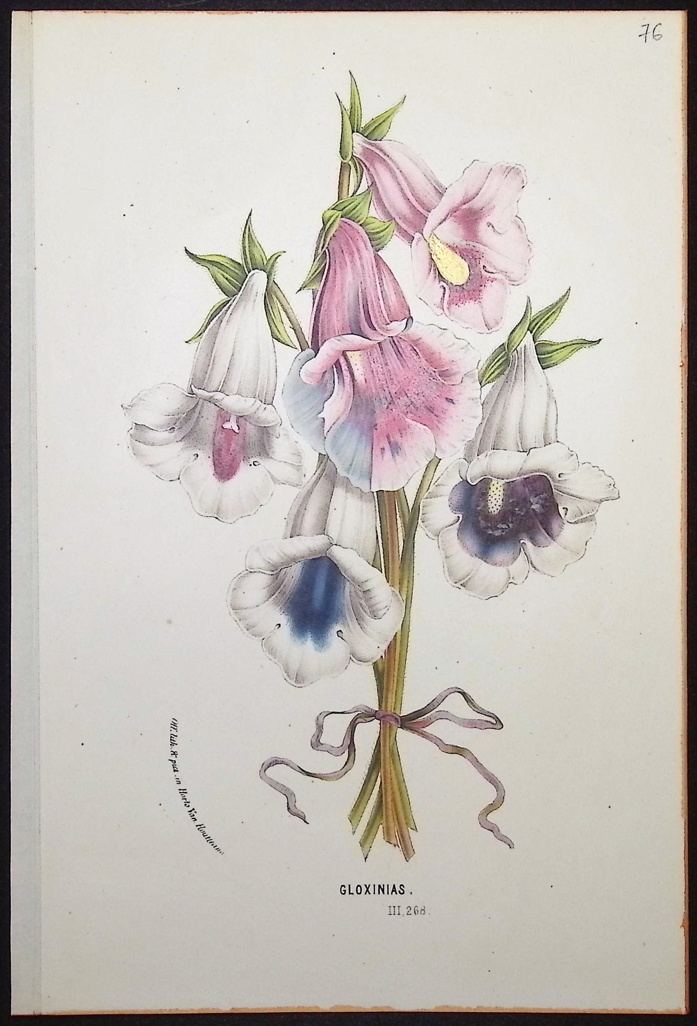 Gloxinia