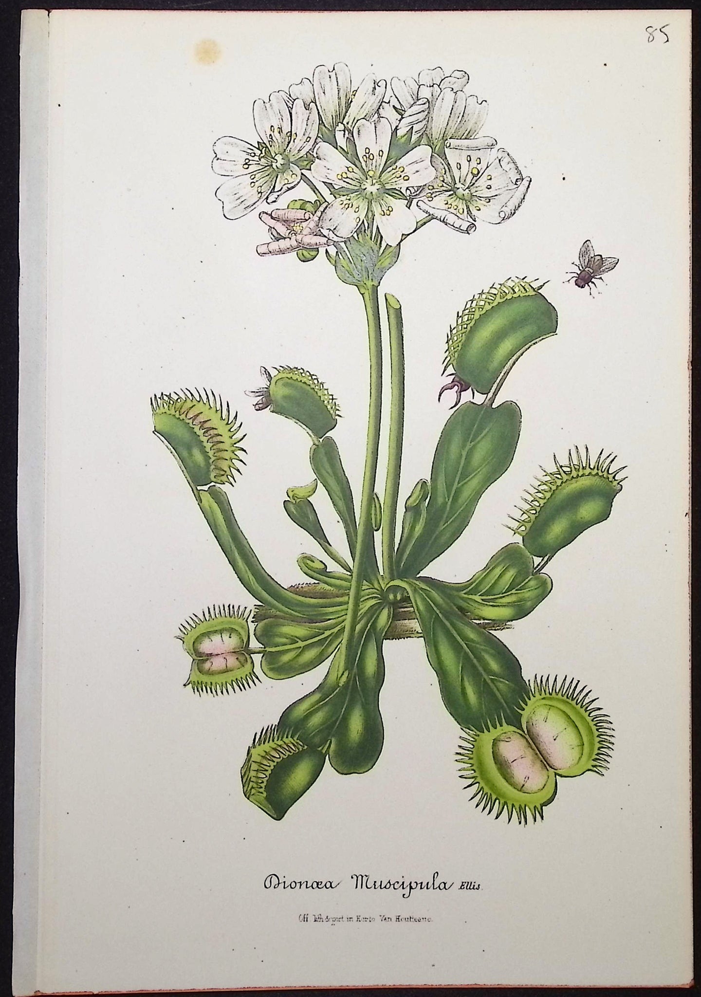 Venus Fly Trap (Carnivorous)