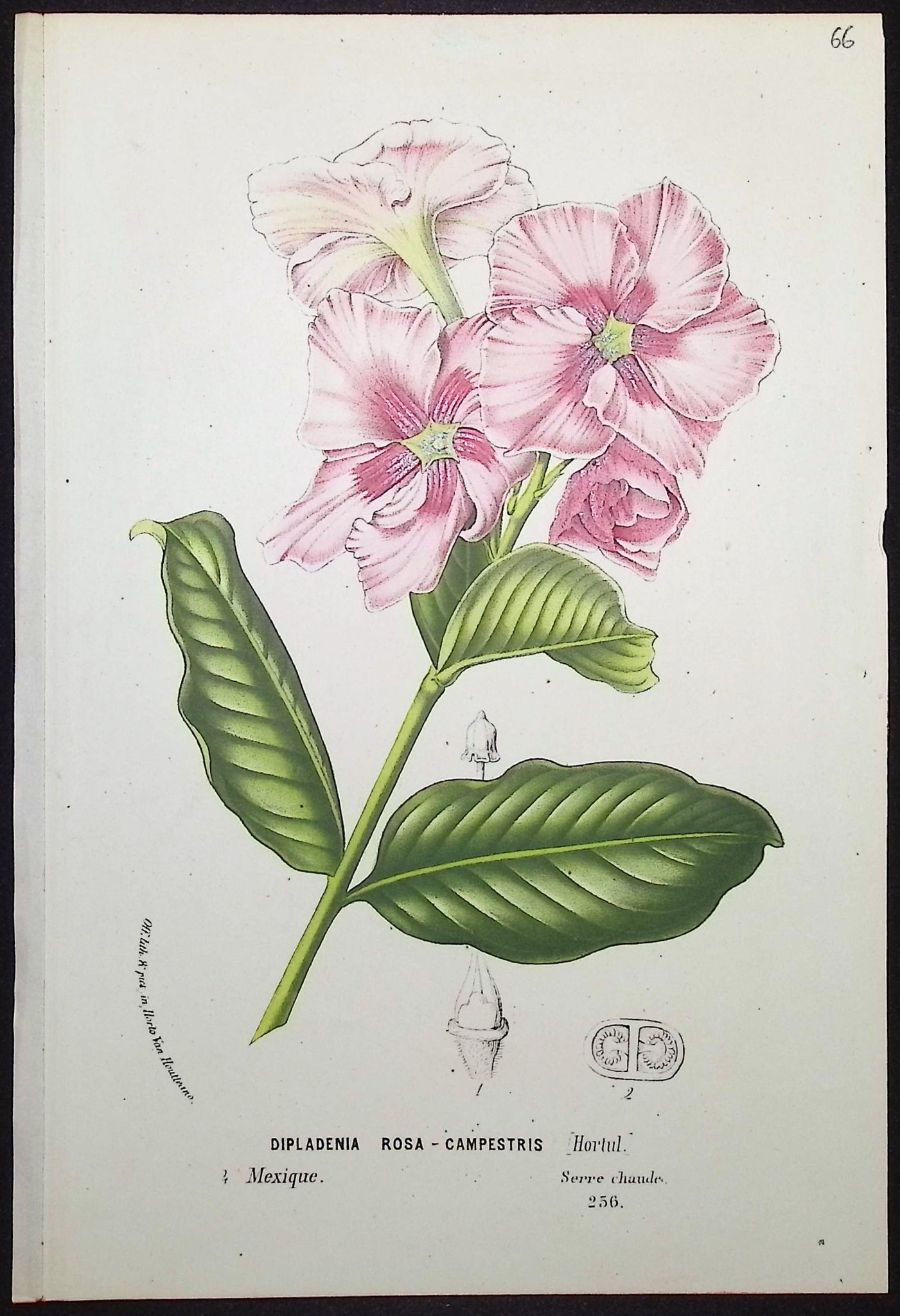 Mandevilla or Diplodenia (Dipladenia Rosa-Campestris)