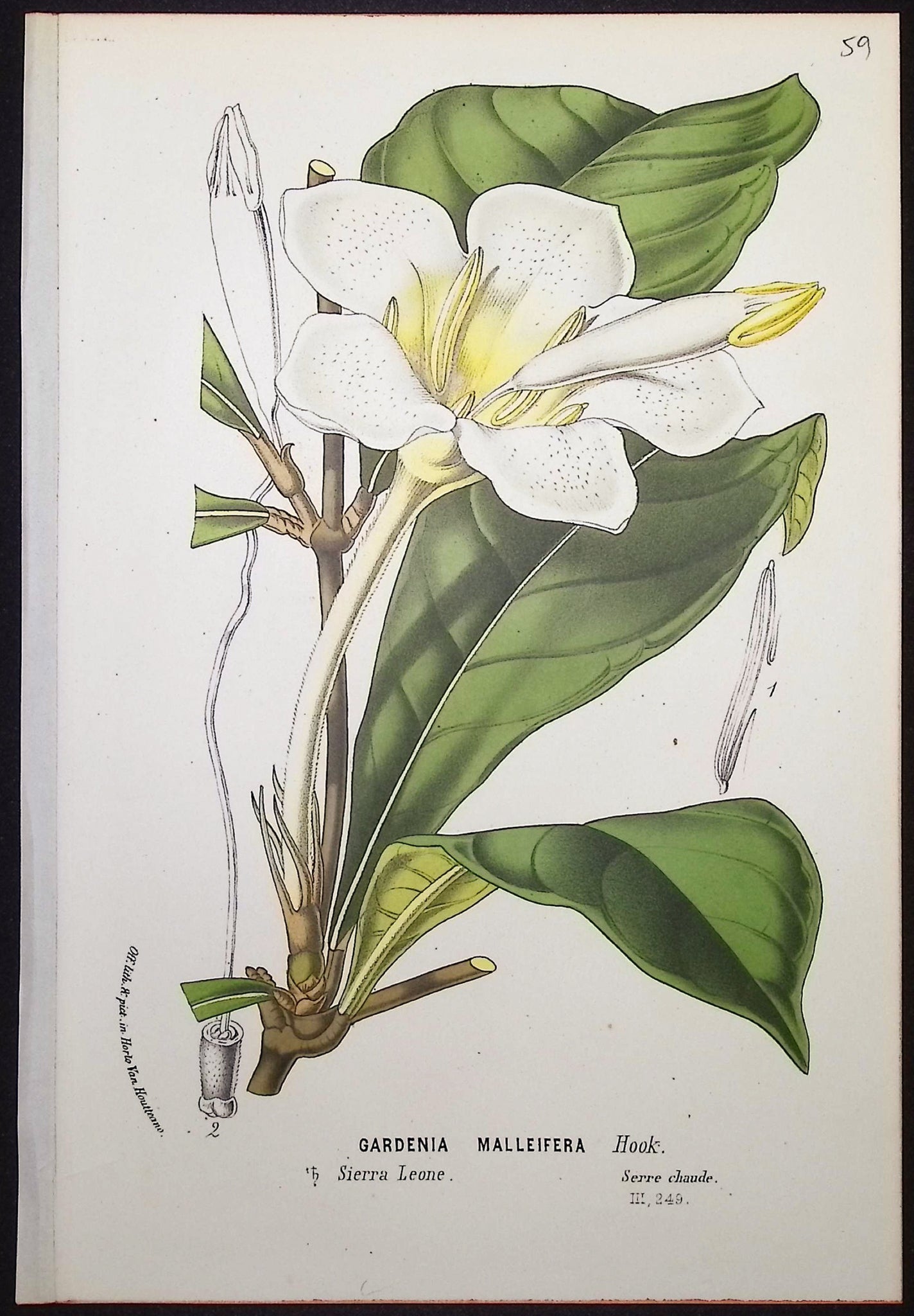 Gardenia