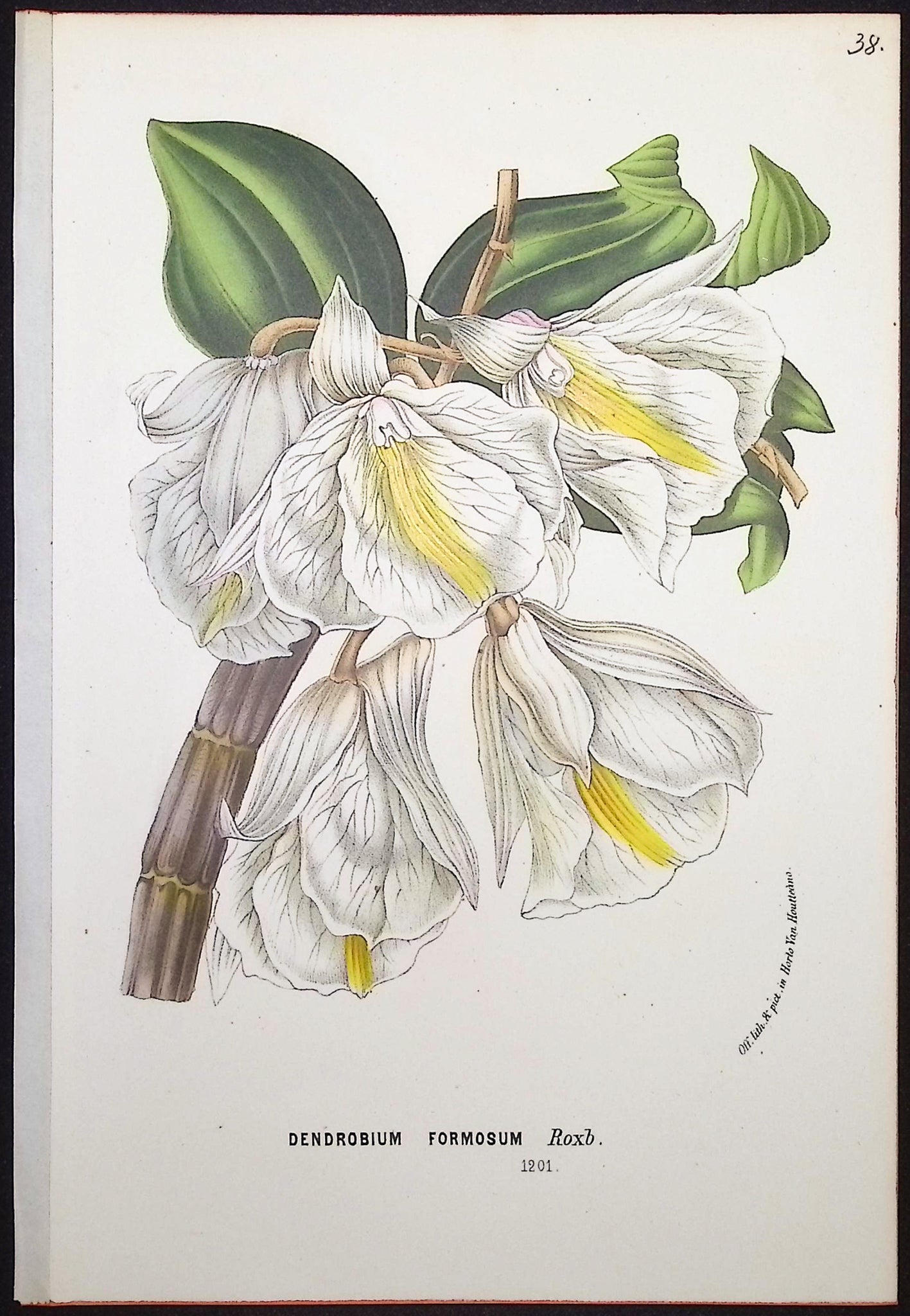 Orchid