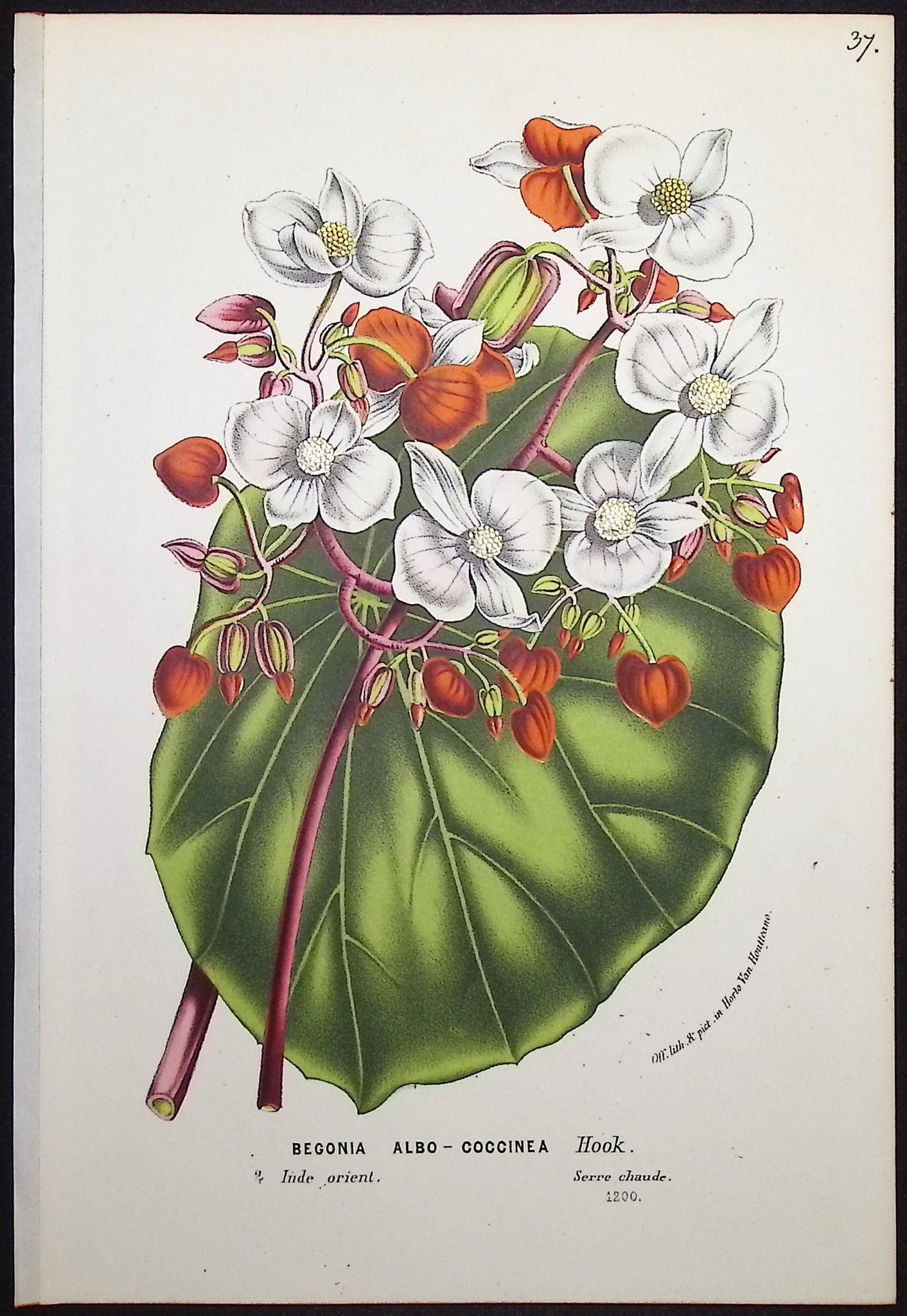 Begonia