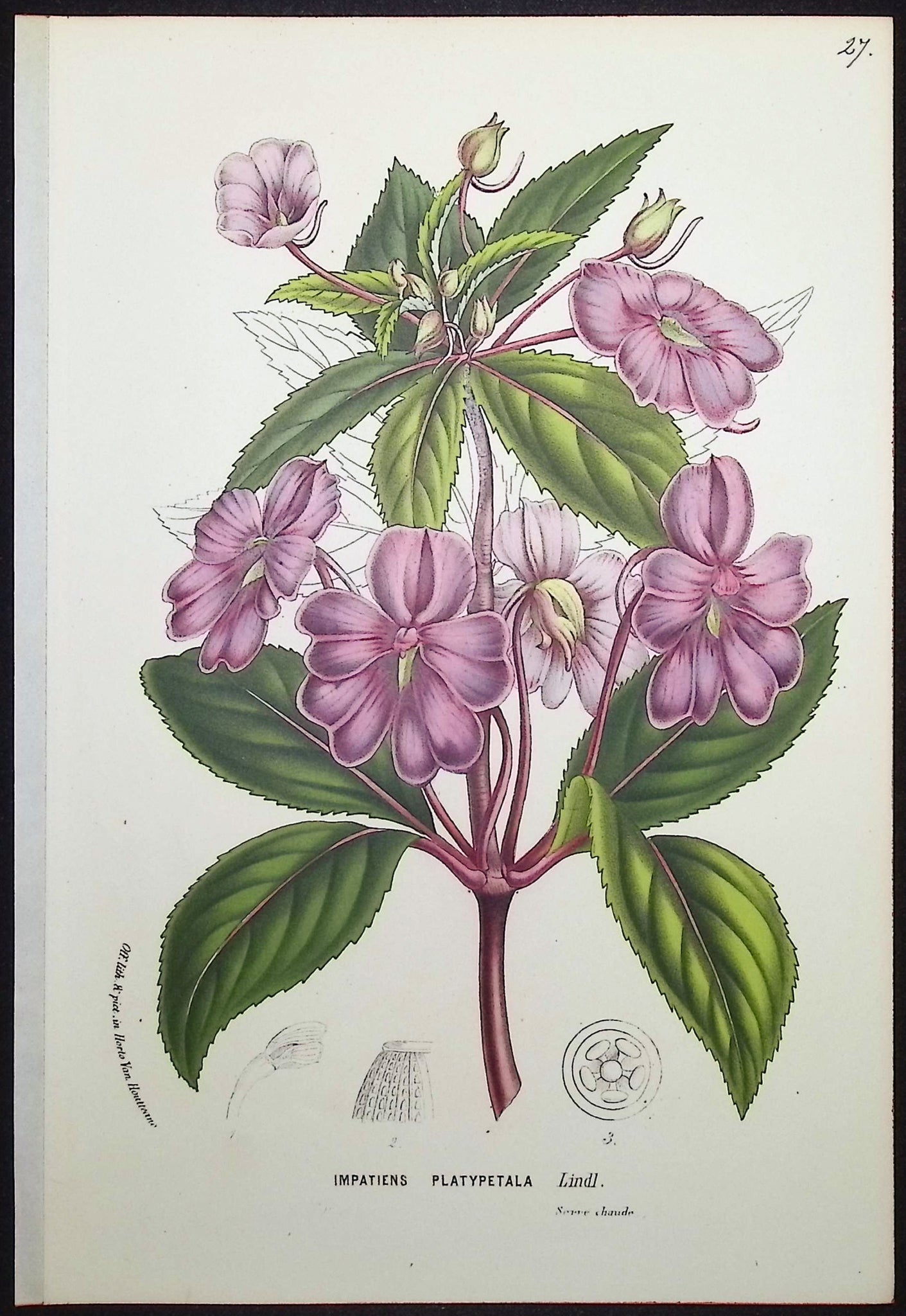 Impatiens
