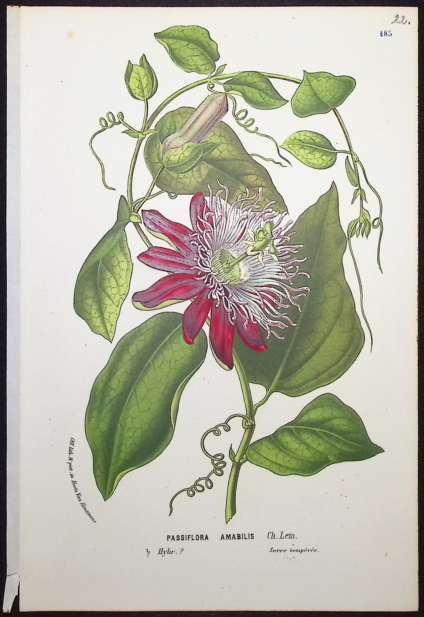 Passion Flower