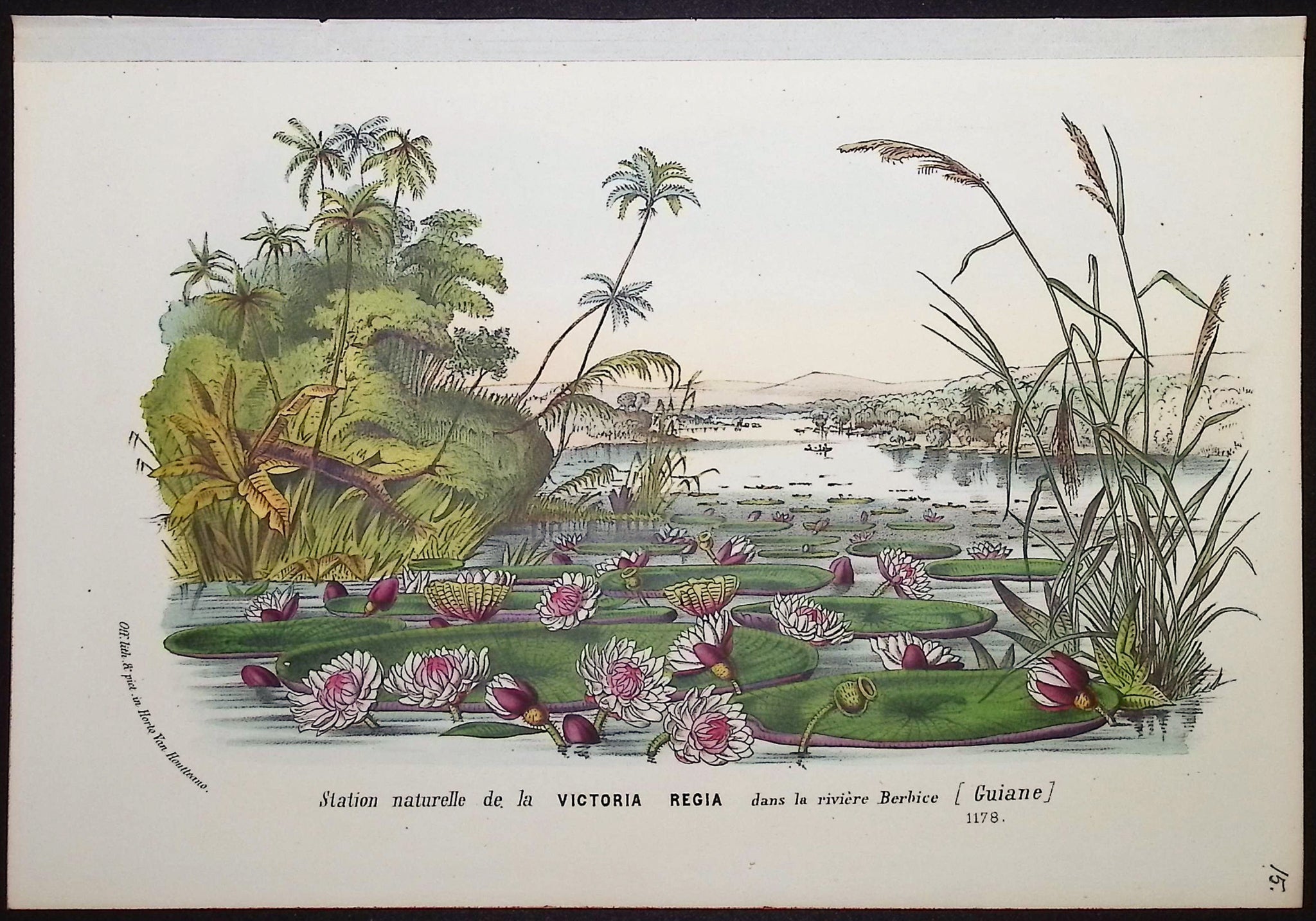 Victoria Regia Water Lily Habitat