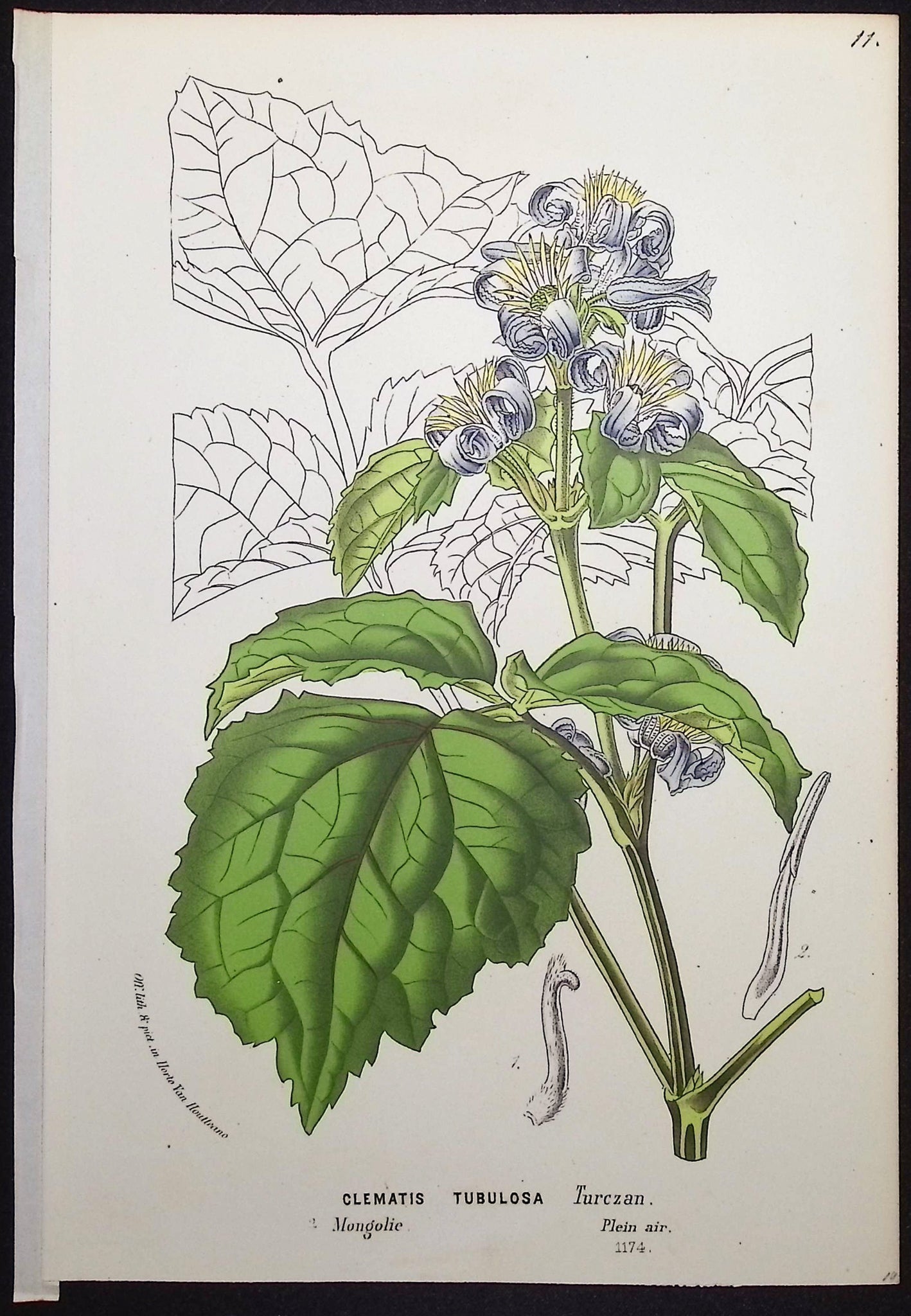 Clematis