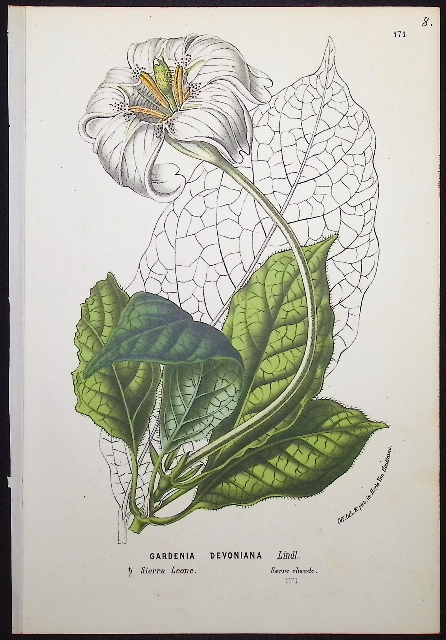 Gardenia