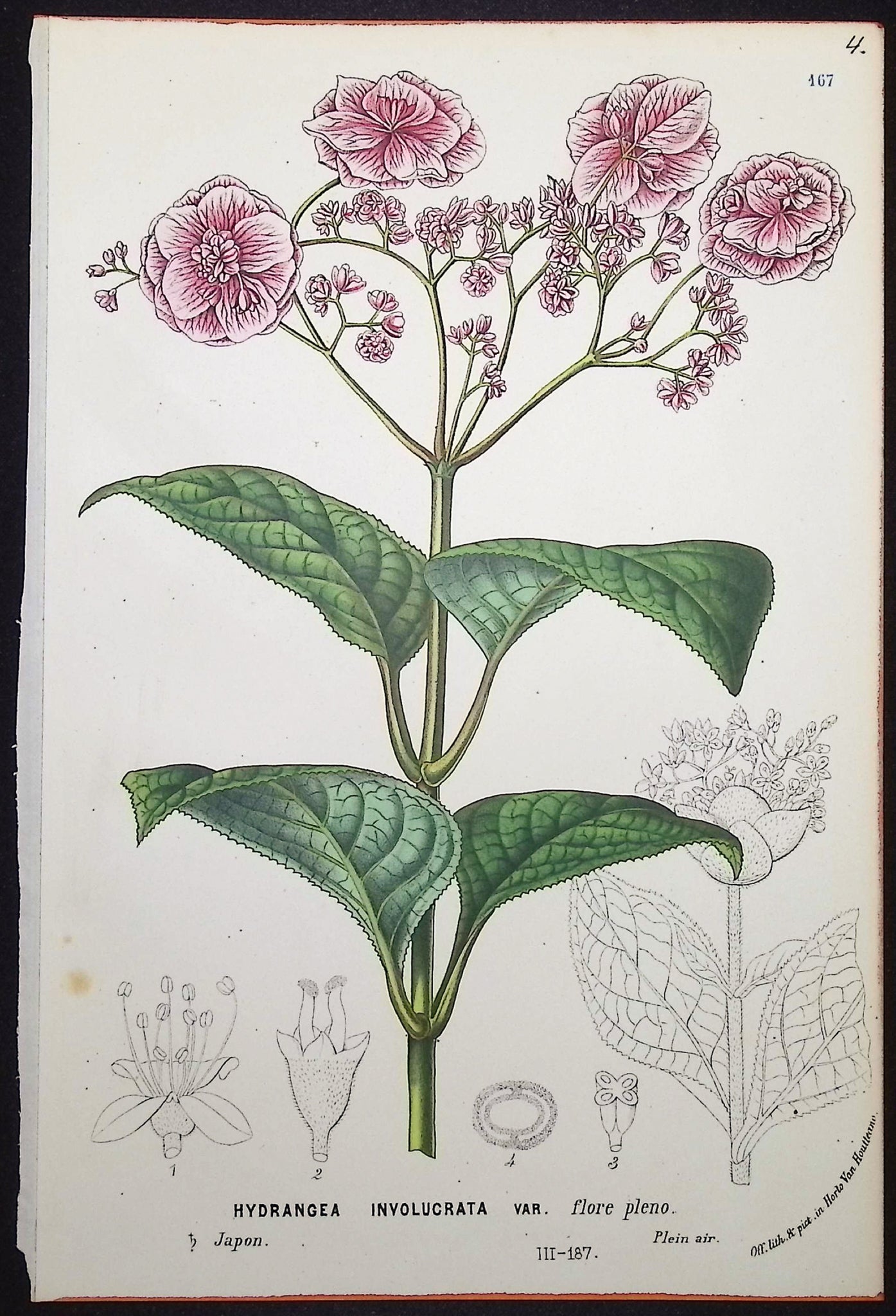 Hydrangea