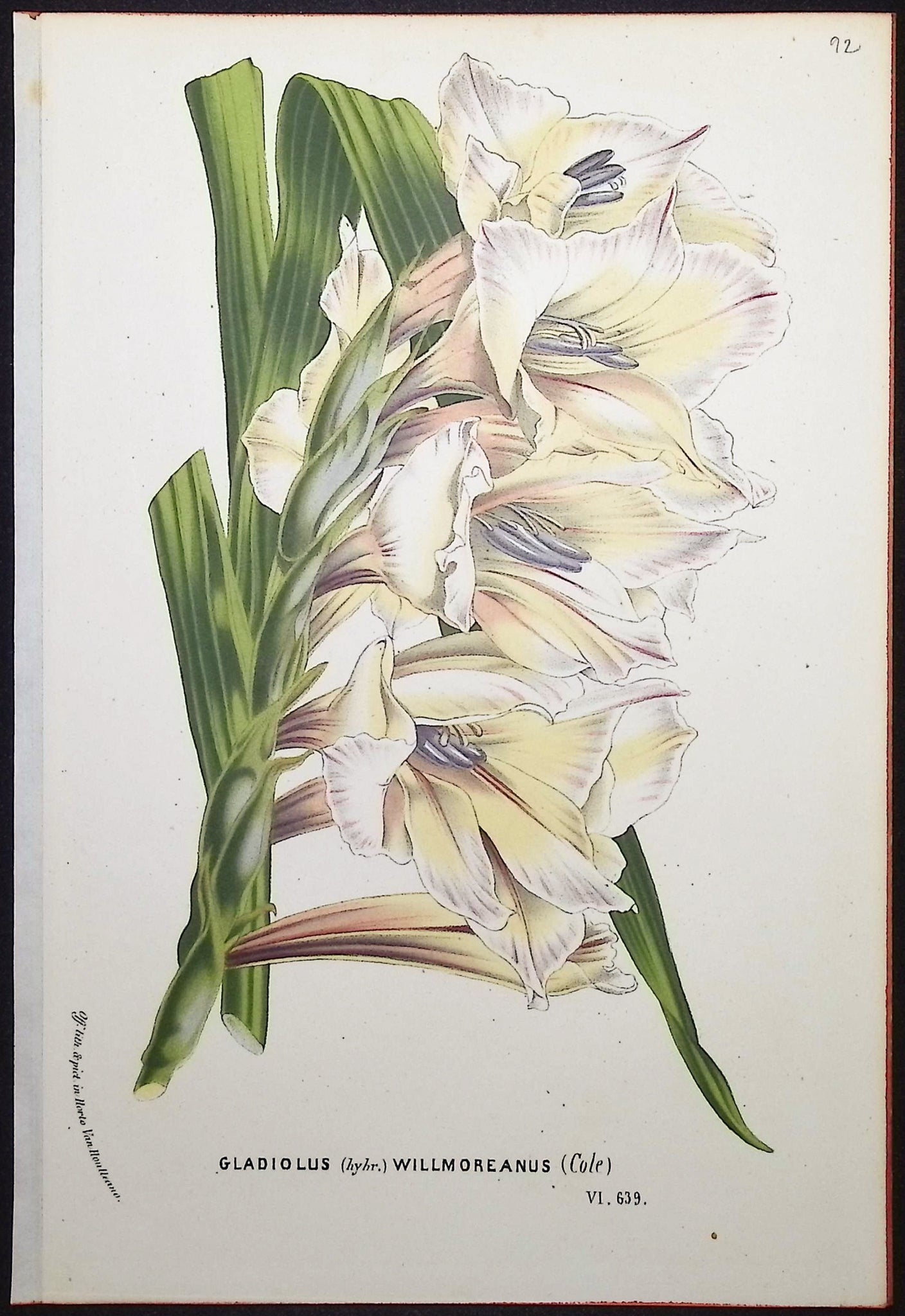 Gladiolus