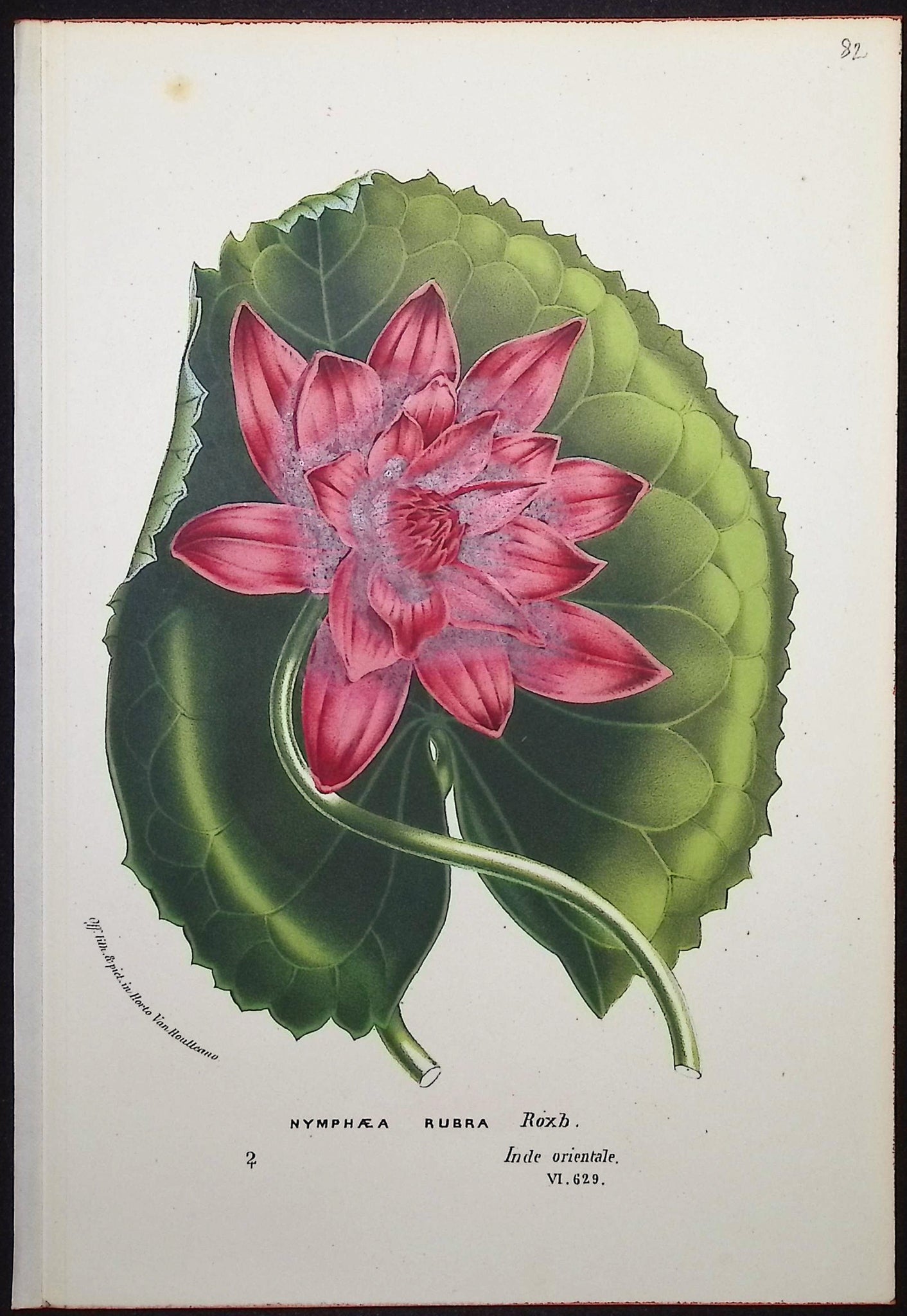 Water Lily