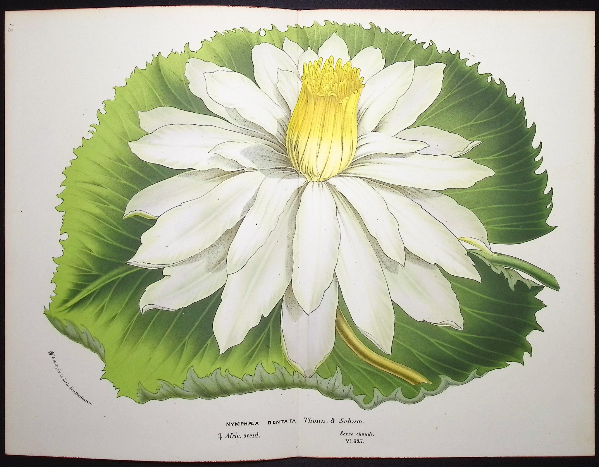 Water Lily