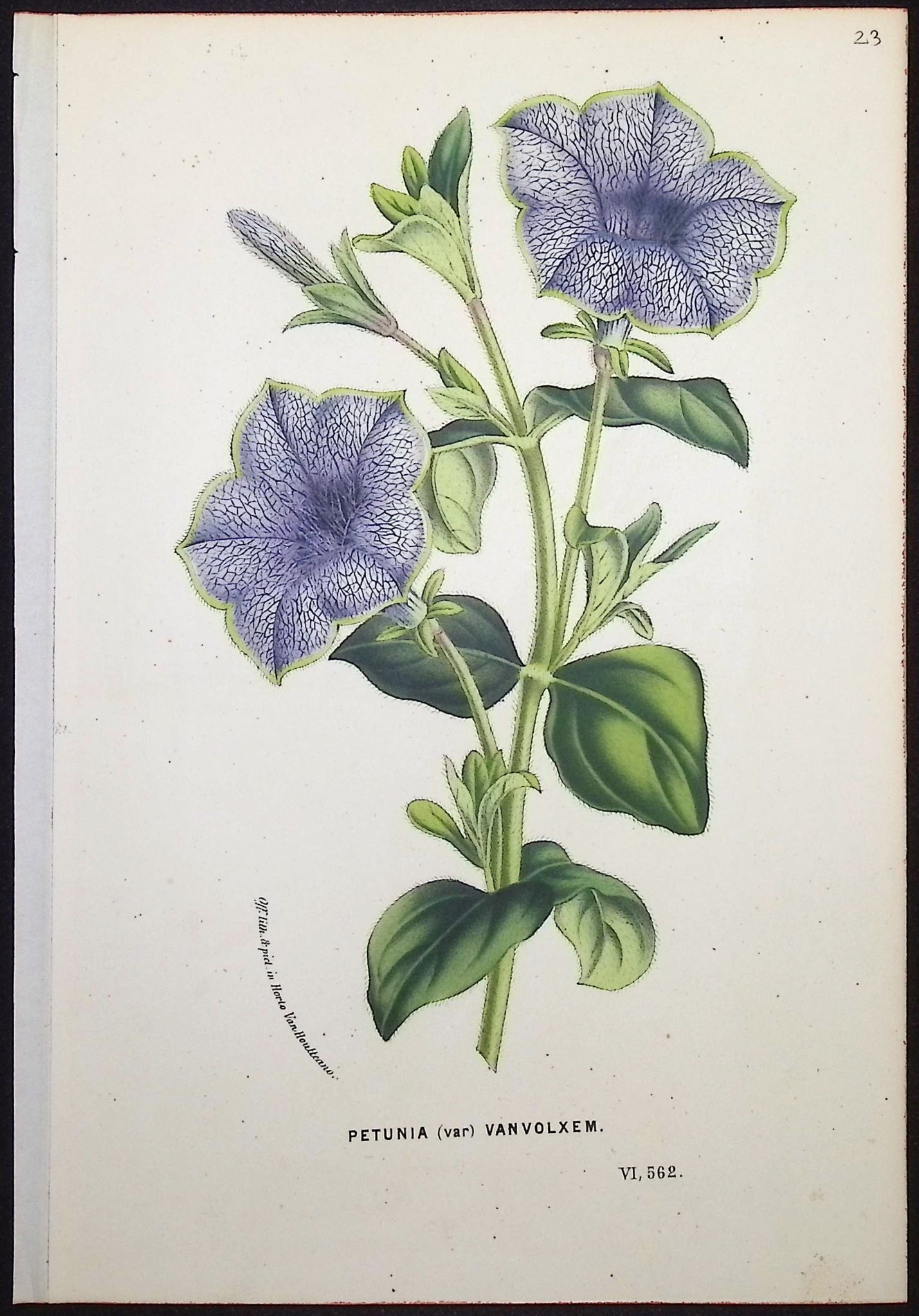 Petunia