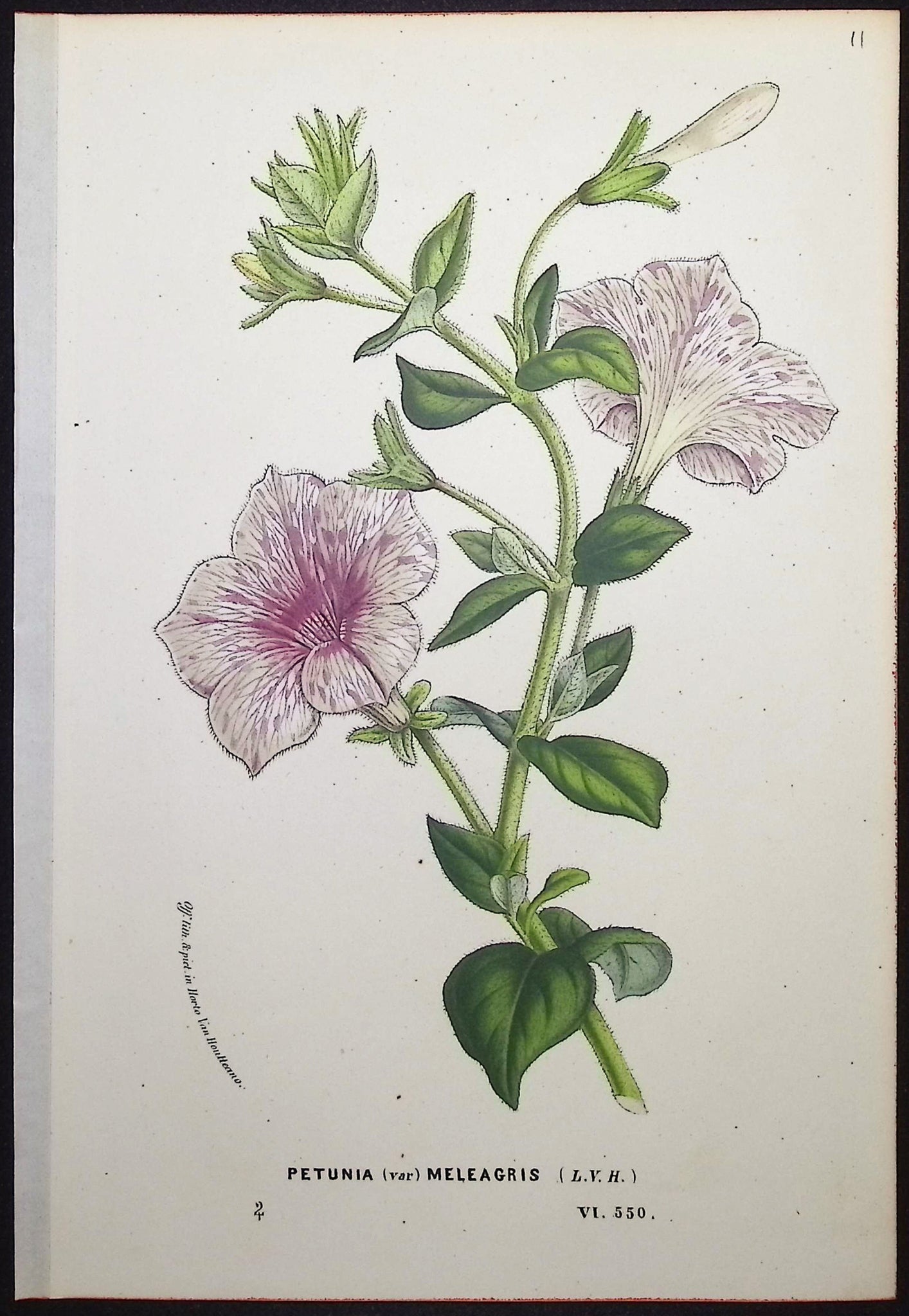 Petunia