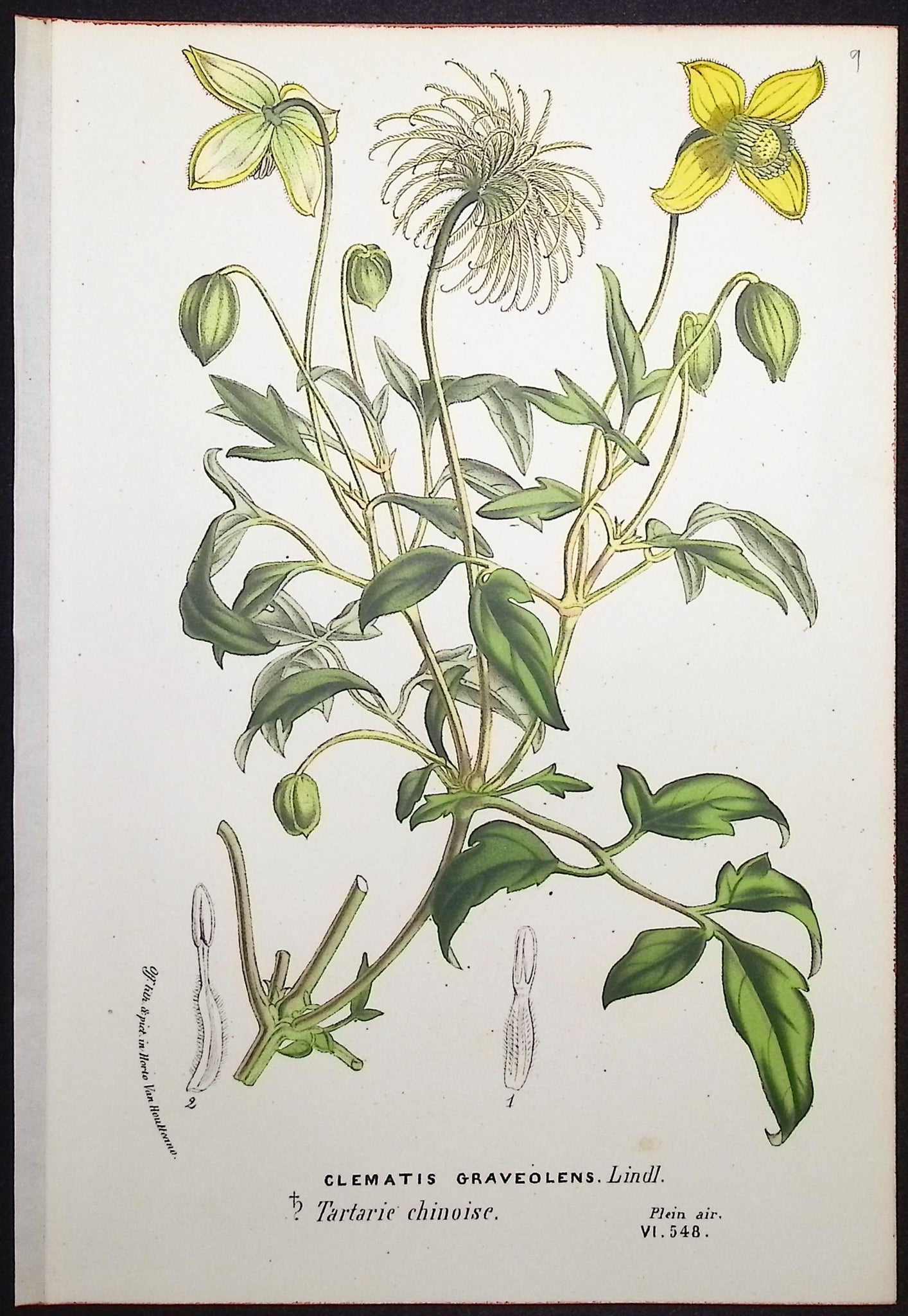 Clematis