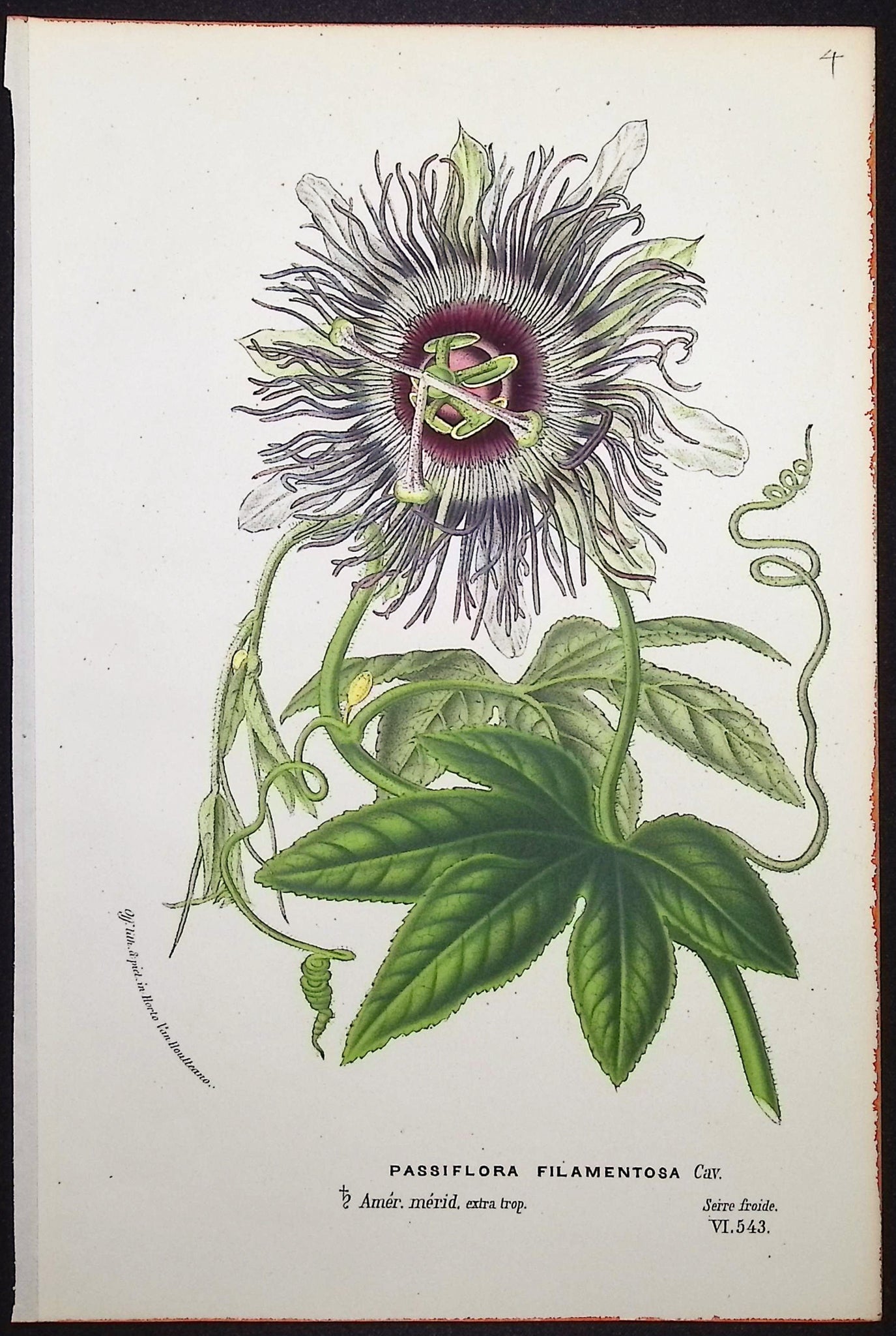 Passion Flower