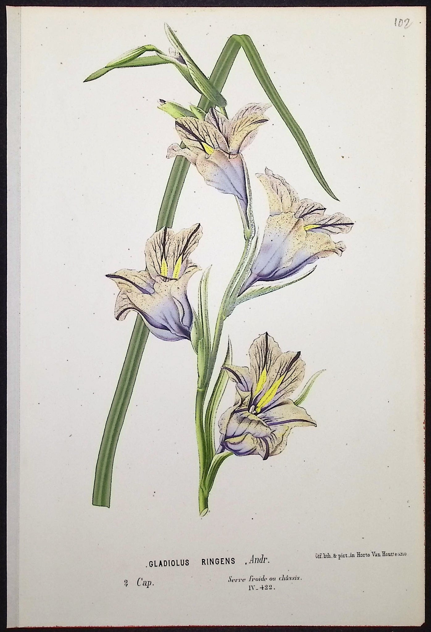 Gladiolus