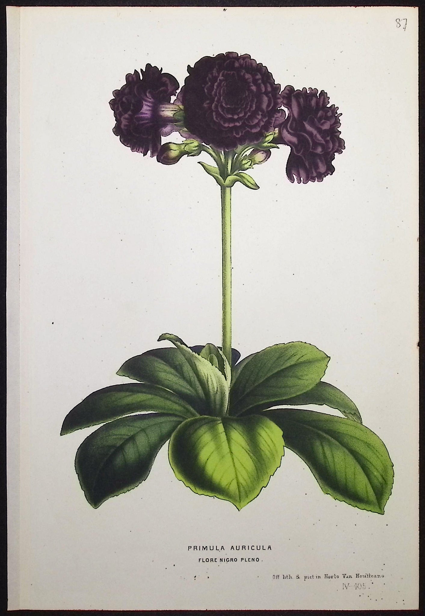 Primula Auricula