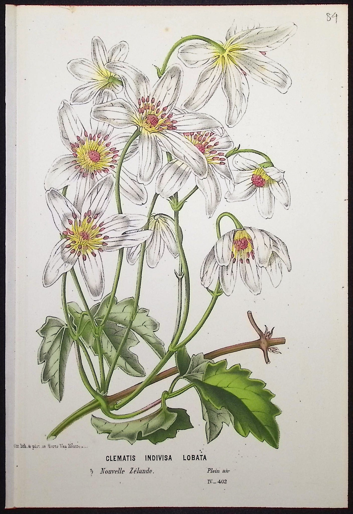 Clematis